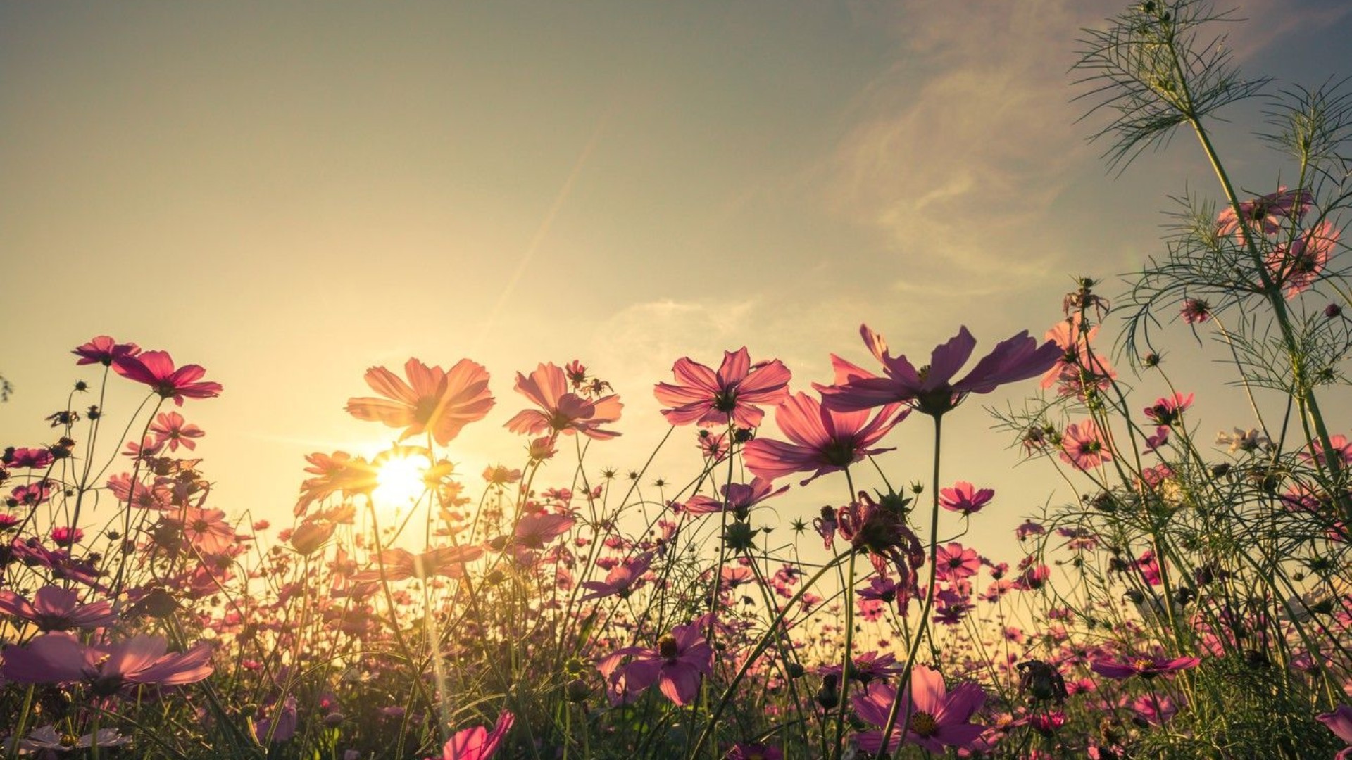 Aesthetic Flower Wallpaper Aesthetic Flower Wallpaper Download