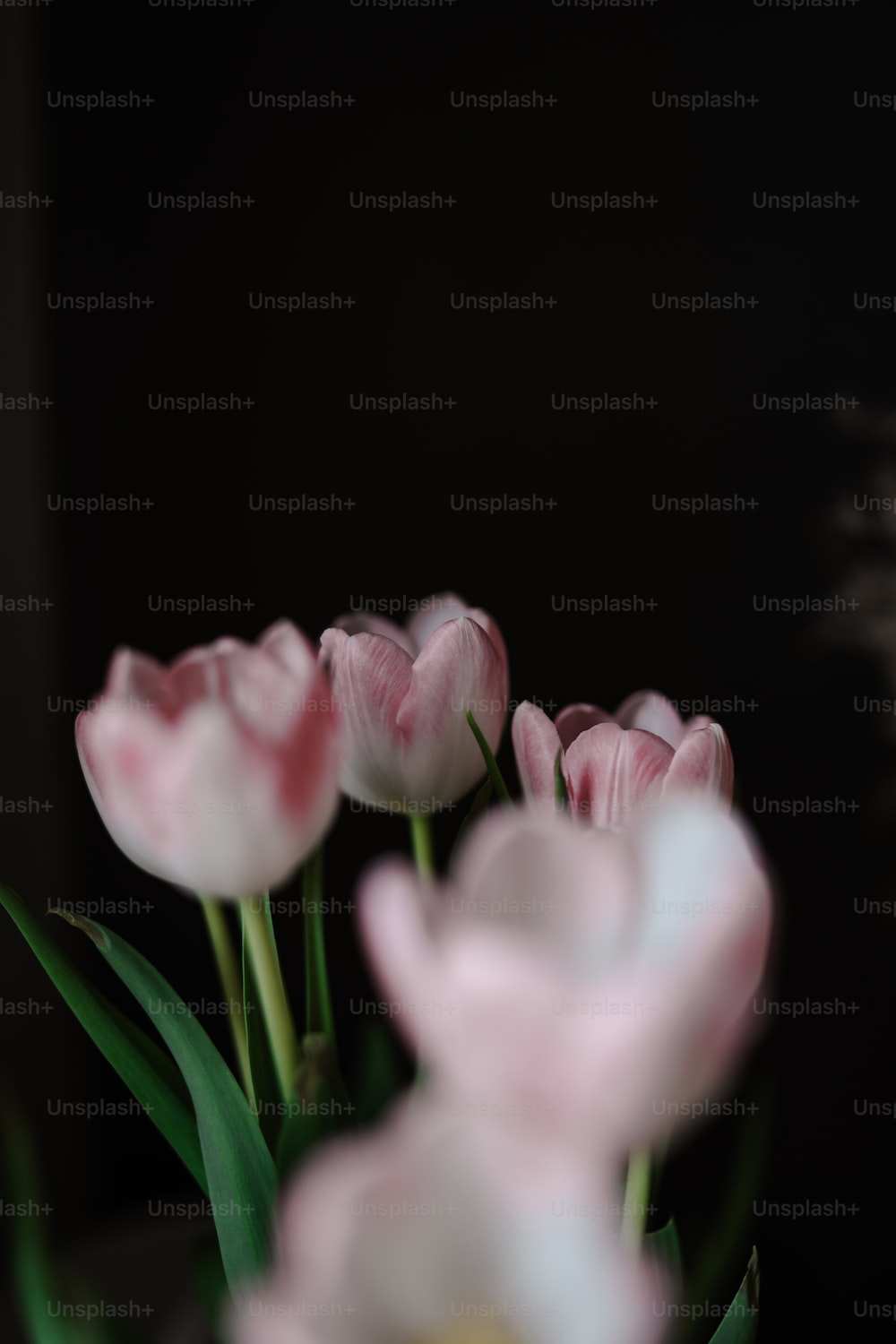 1K+ Aesthetic Flower Picture. Download Free Image