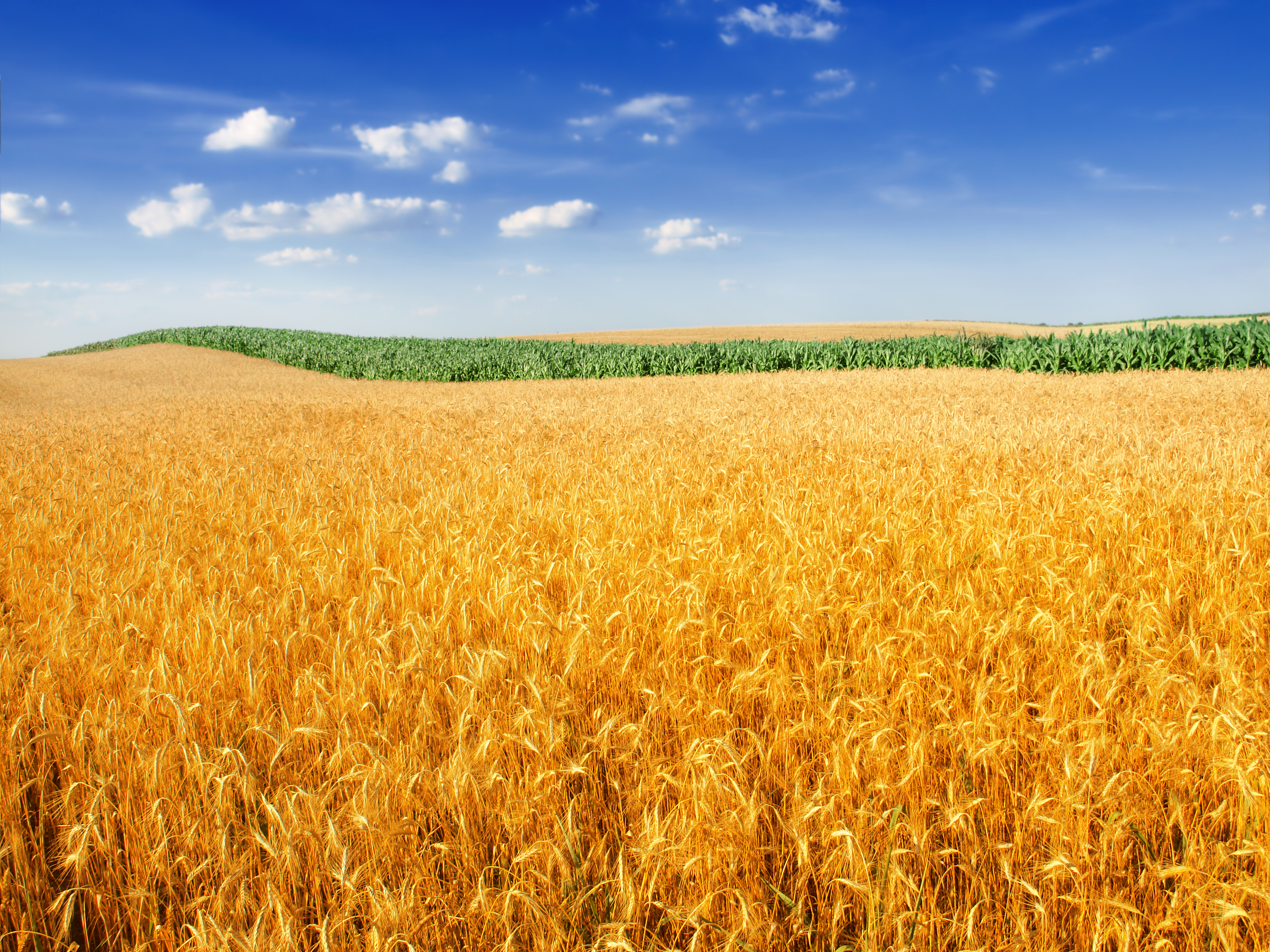 4K, Farm, Landscape, Crop, Wheat field Gallery HD Wallpaper