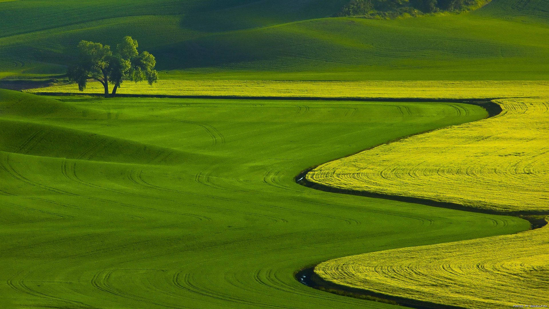 field with flowing crops Wallpaper