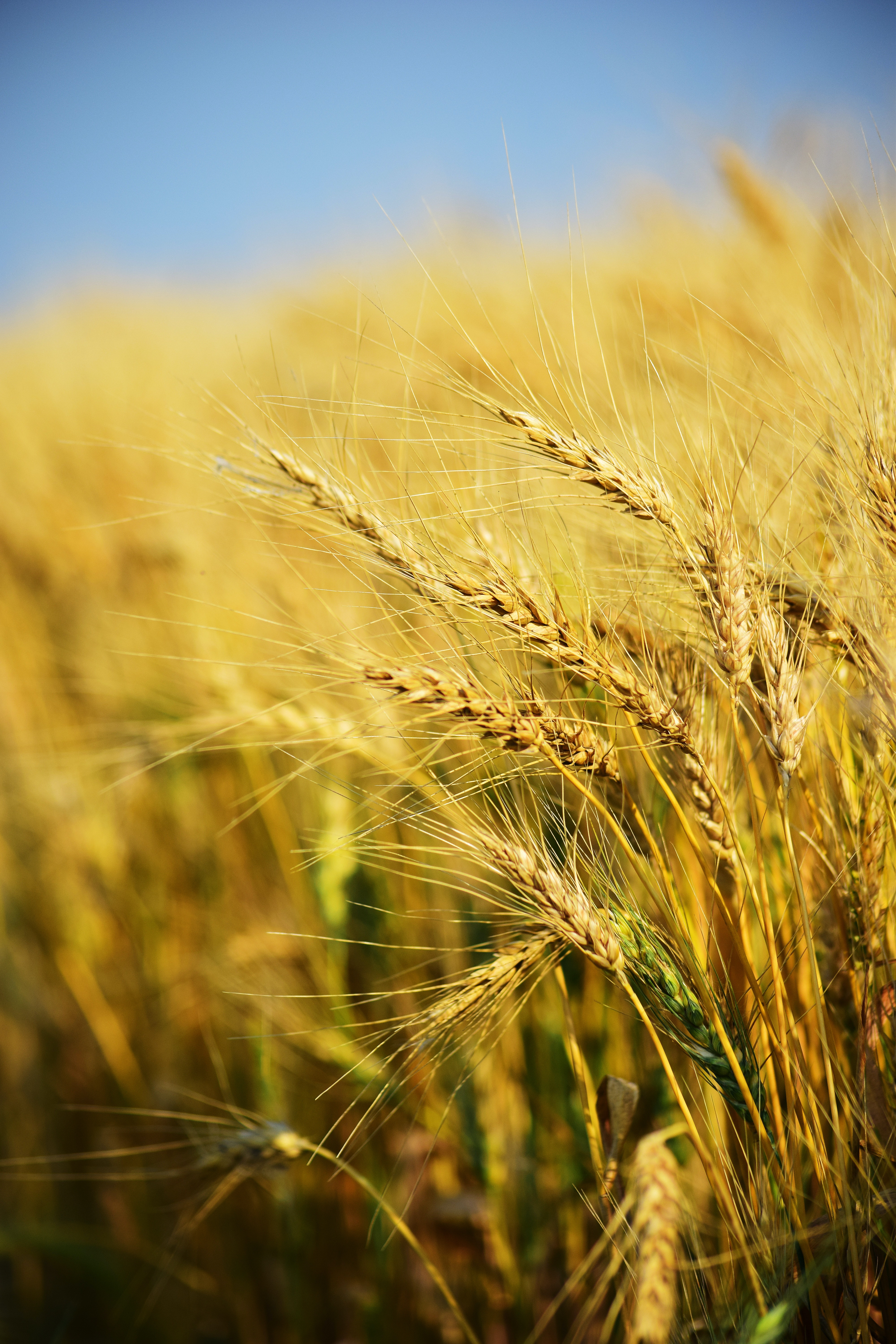 Wheat Field Photo, Download The BEST Free Wheat Field & HD Image