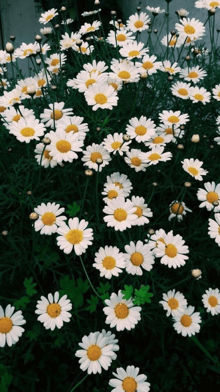 Daisy Aesthetic Wallpaper