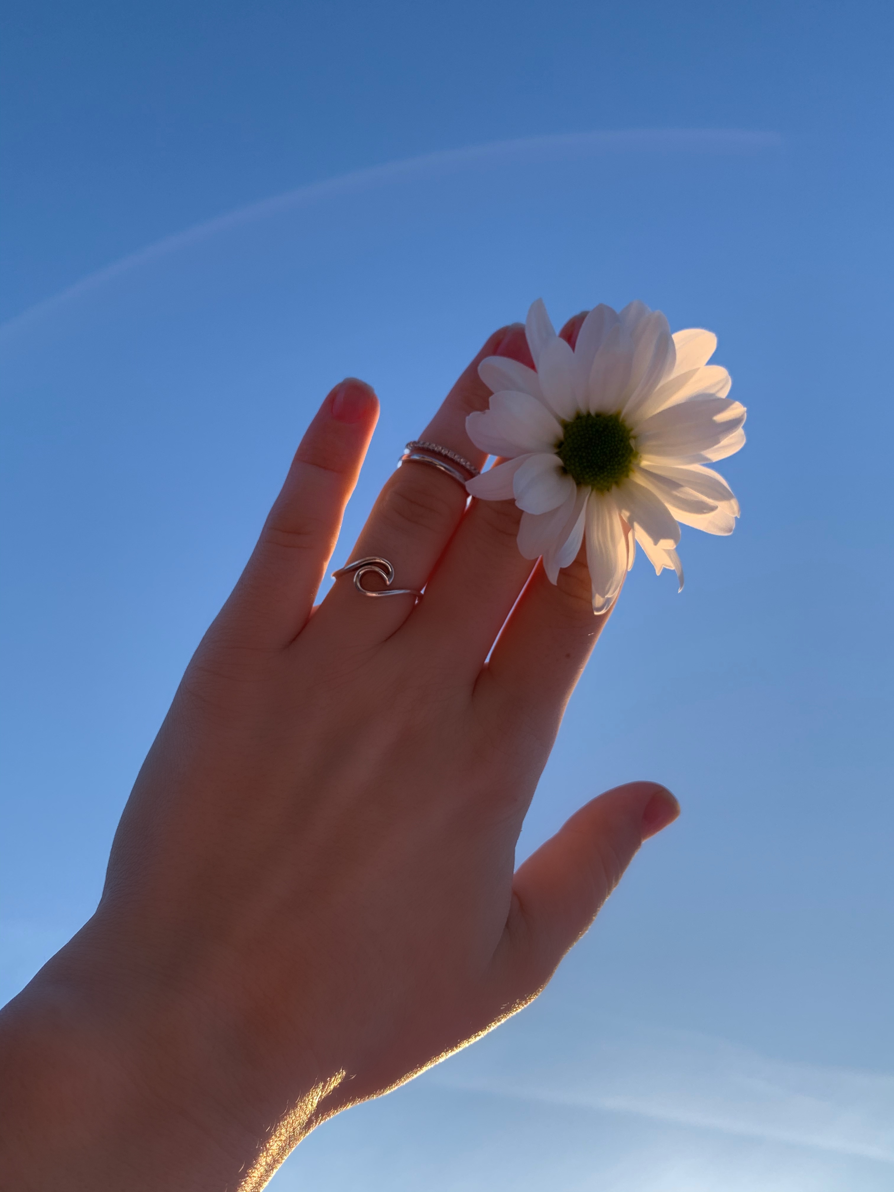 Person Holding White Daisy Flower · Free