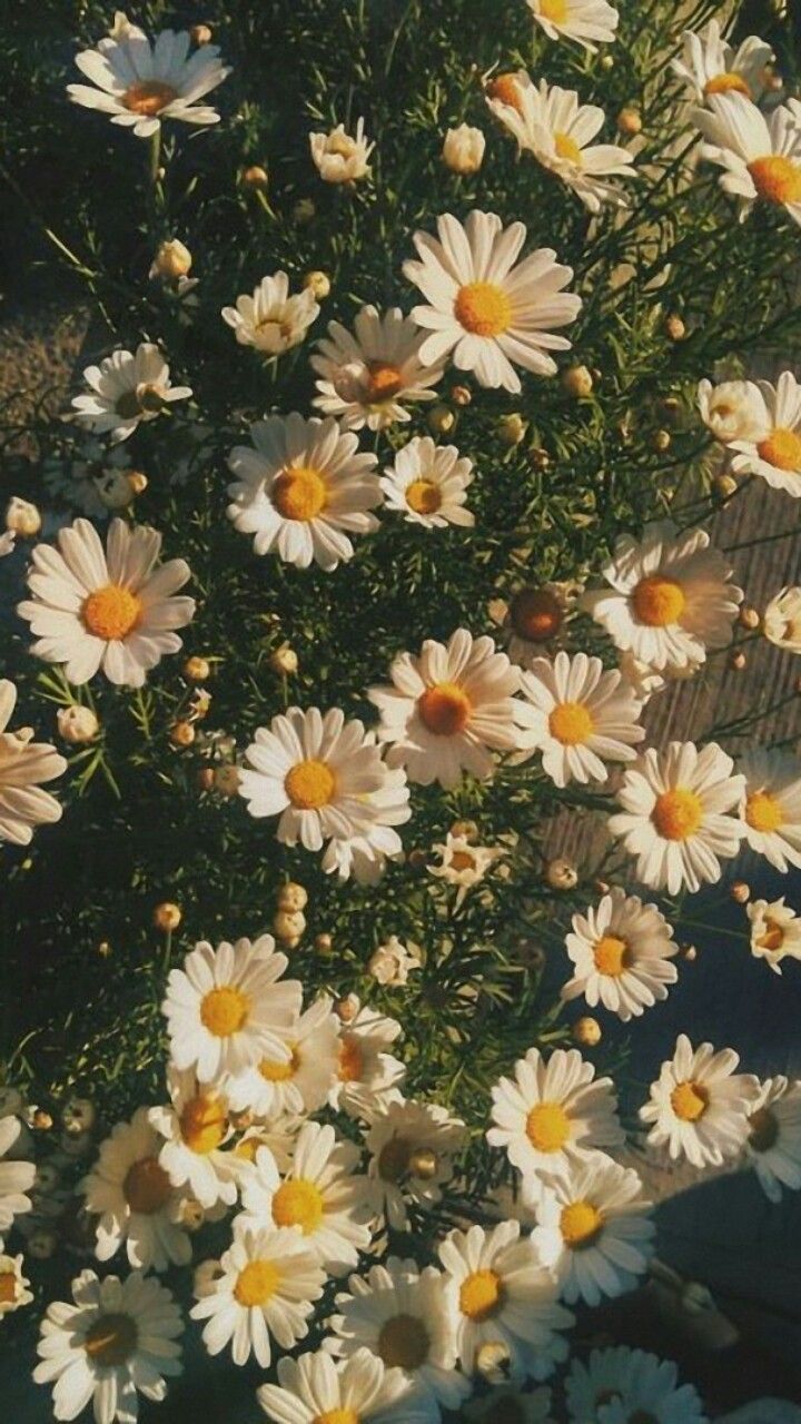 Daisy Aesthetic Wallpaper