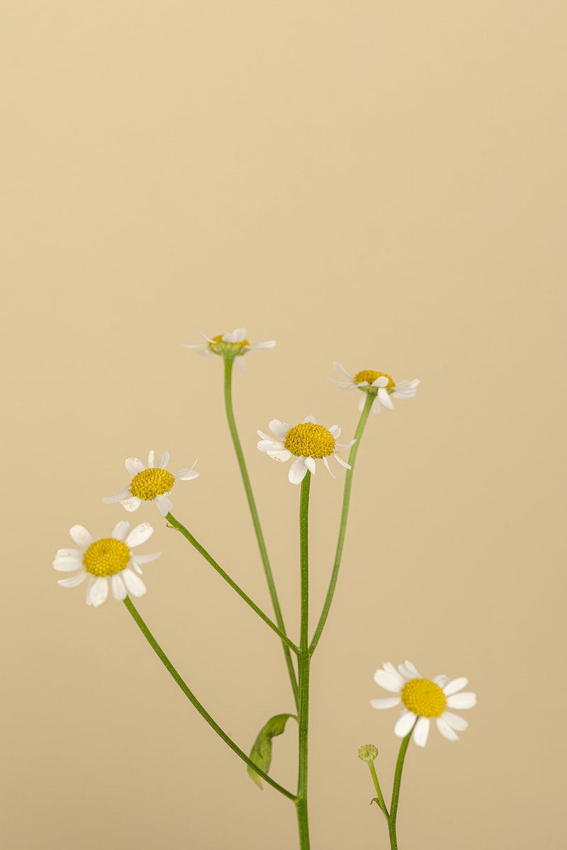 Daisy Image. Free HD Background, PNGs, Vector Graphics, Illustrations
