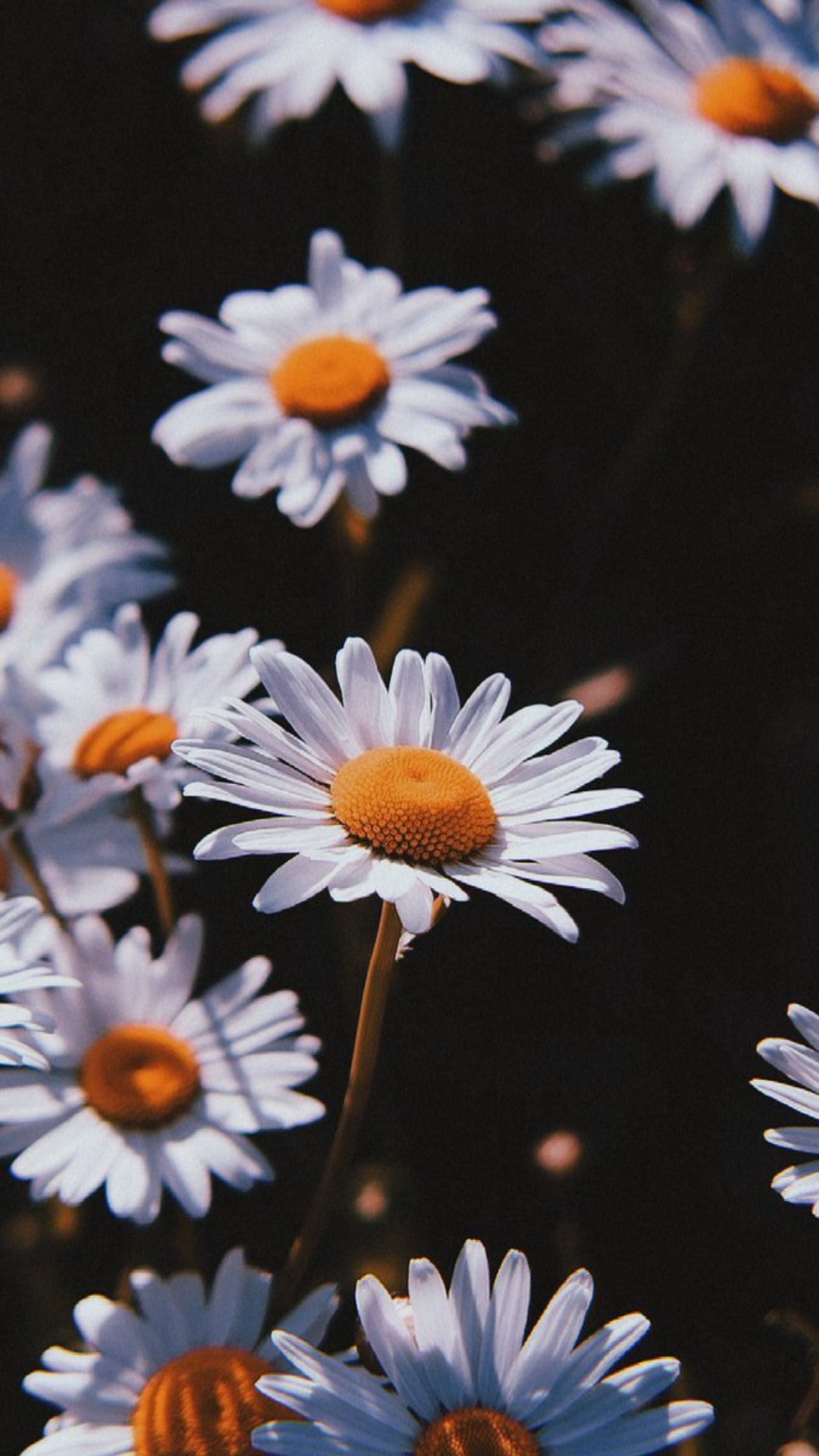 Aesthetic Daisy HD Wallpapers - Wallpaper Cave
