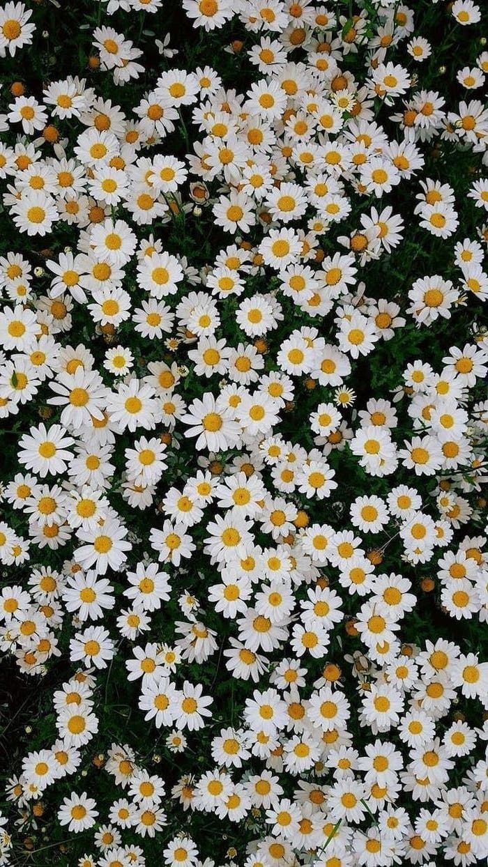 daisy backgrounds