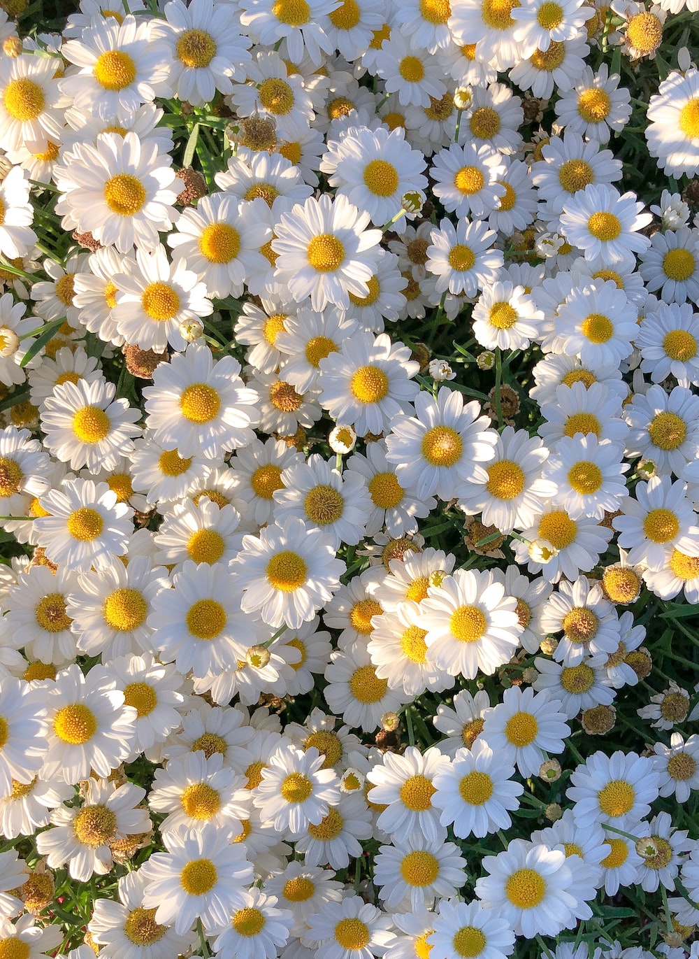 White and yellow daisy flowers photo