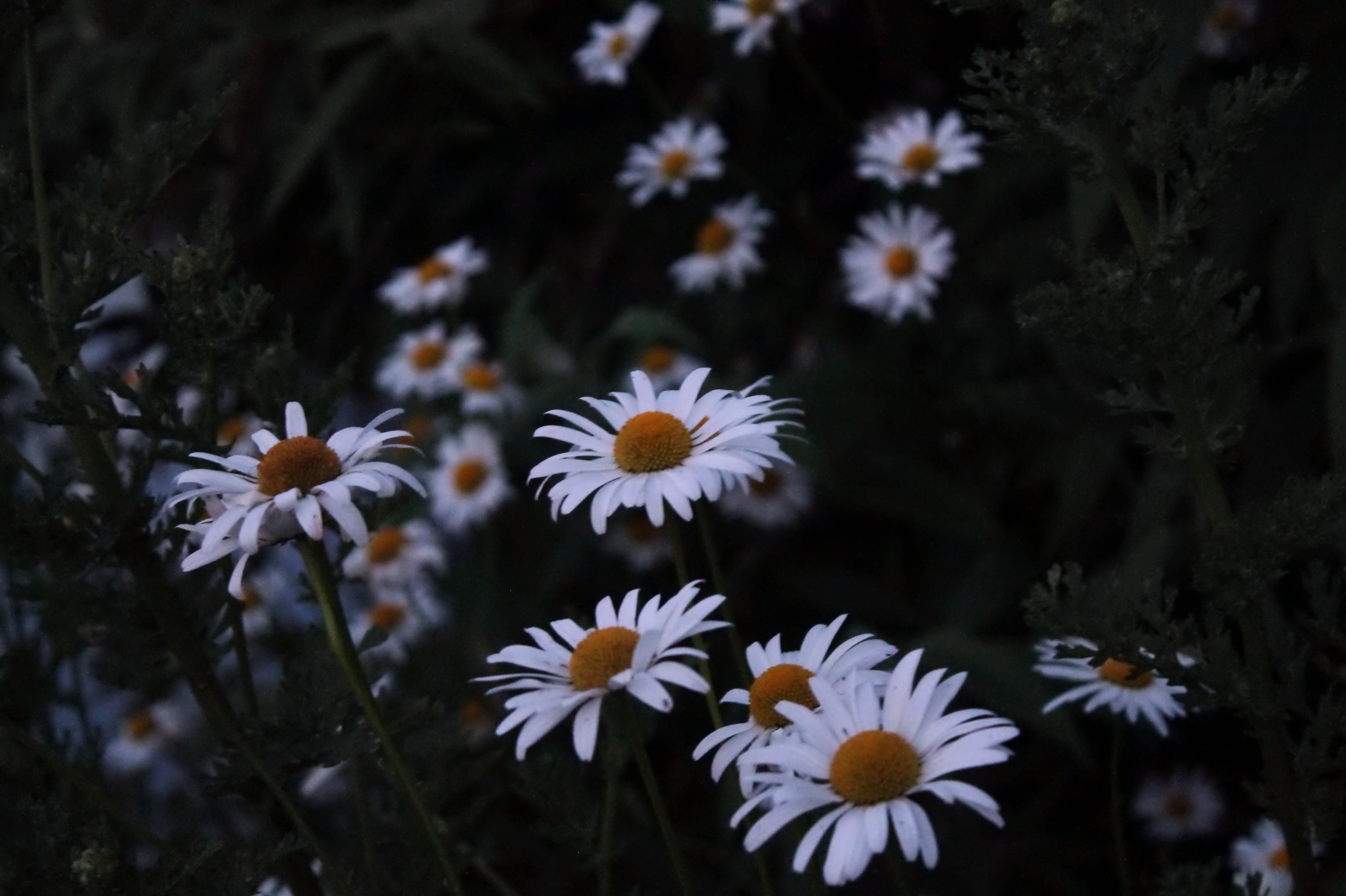 White Daisy Flower Wallpaper
