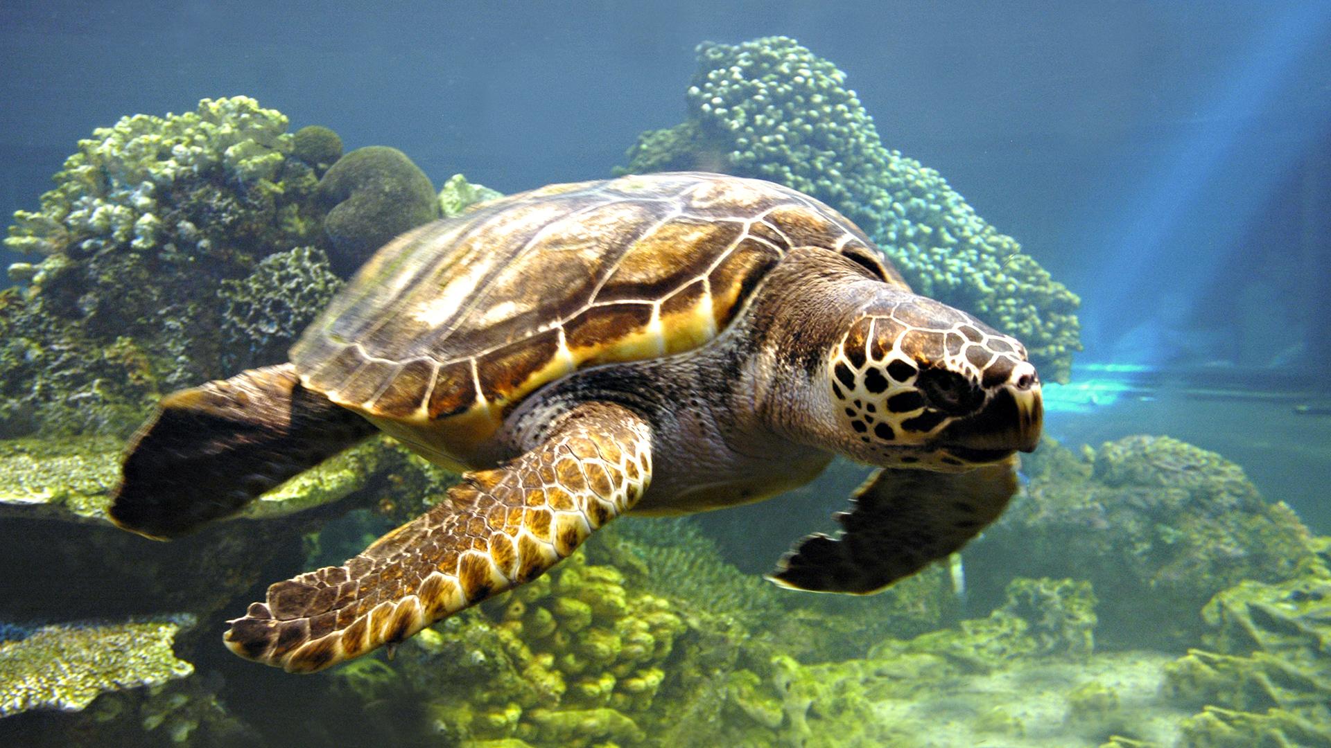 Sea Turtle Wallpaper
