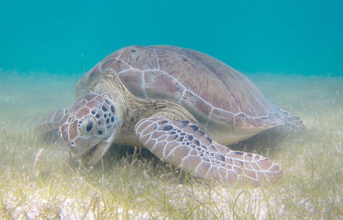 Happy Summer Solstice! Cheers to our sea turtles