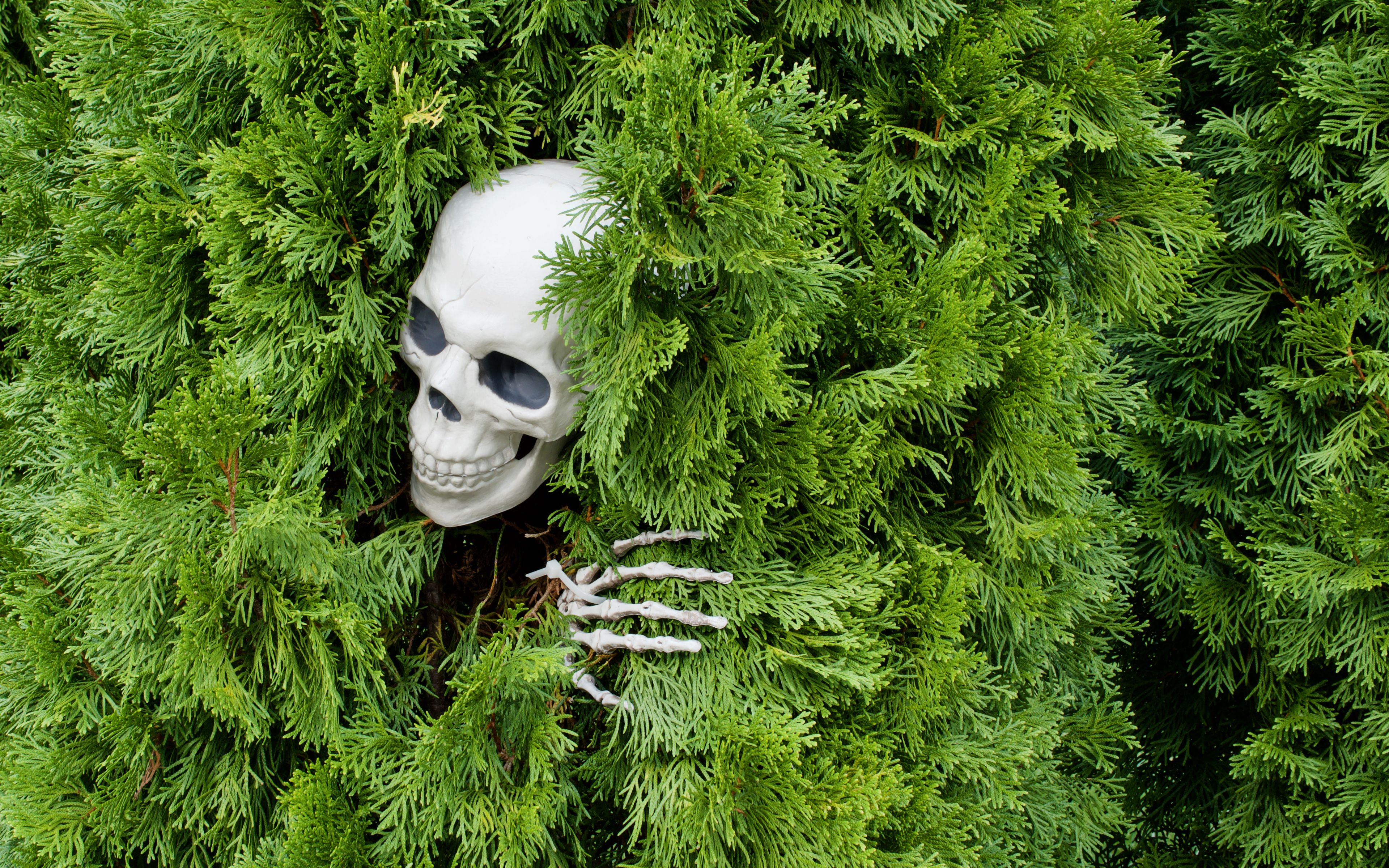 Download wallpaper 3840x2400 skull, skeleton, bush, funny, halloween 4k ultra HD 16:10 HD background