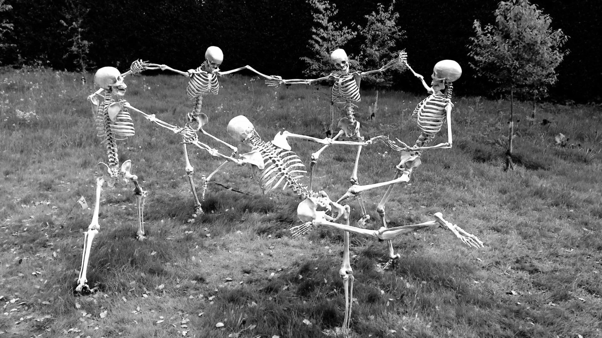 Wallpaper / forest, nature, humor, skull, no people, human representation, gray, grass, bone, outdoors, land, monochrome, plant, dancing, growth, tree, day, 1080P free download