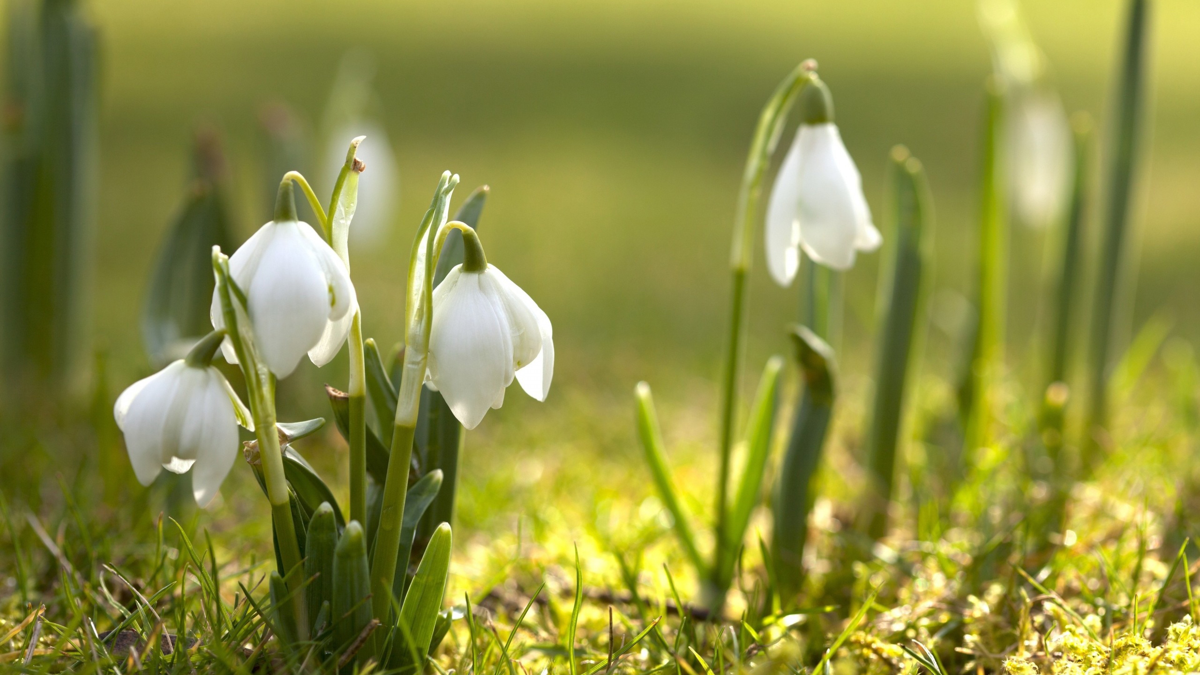Wallpaper Spring flowers, white snowdrops 3840x2160 UHD 4K Picture, Image
