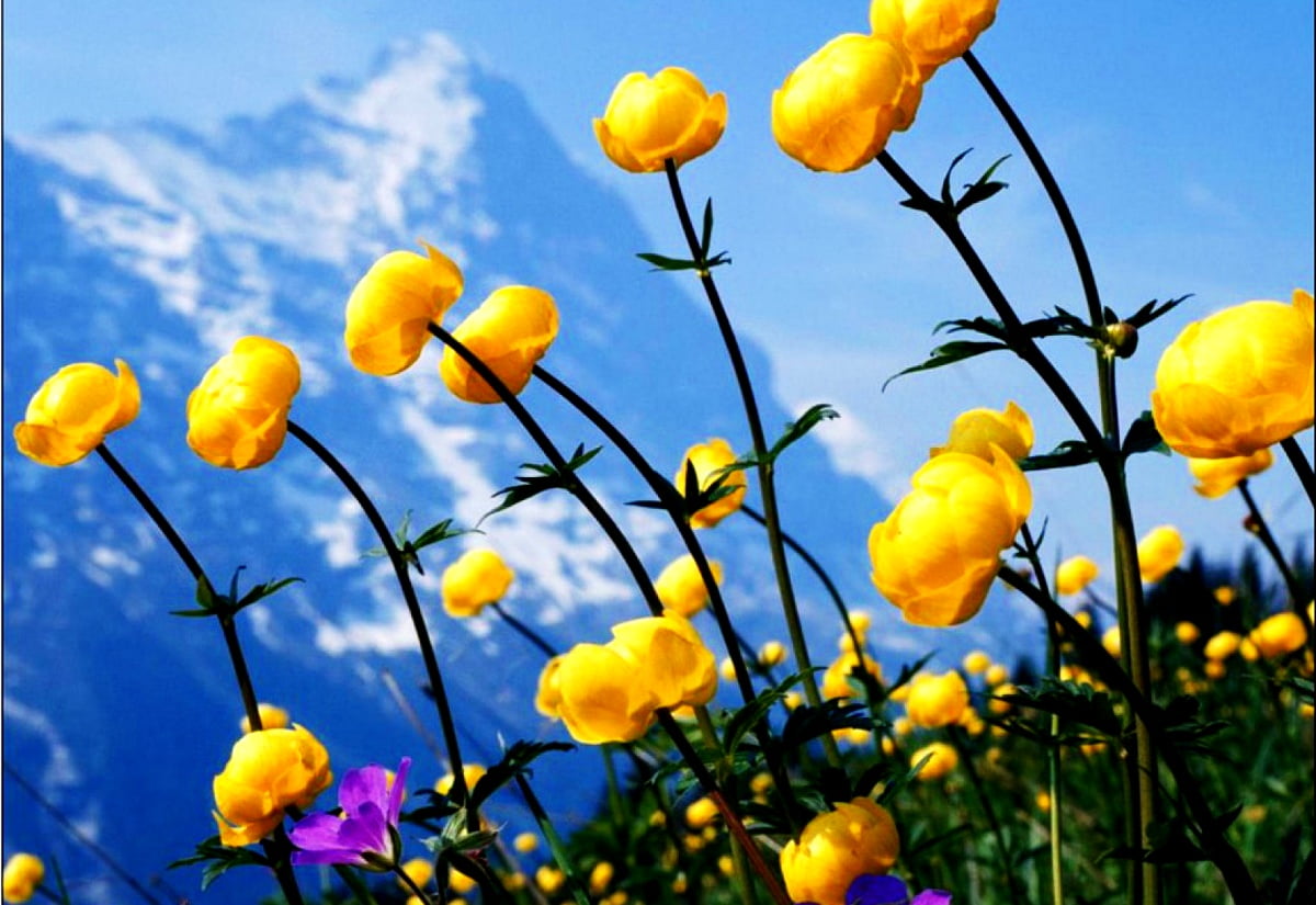 Flowers, Yellow, Wildflower background. FREE Download picture
