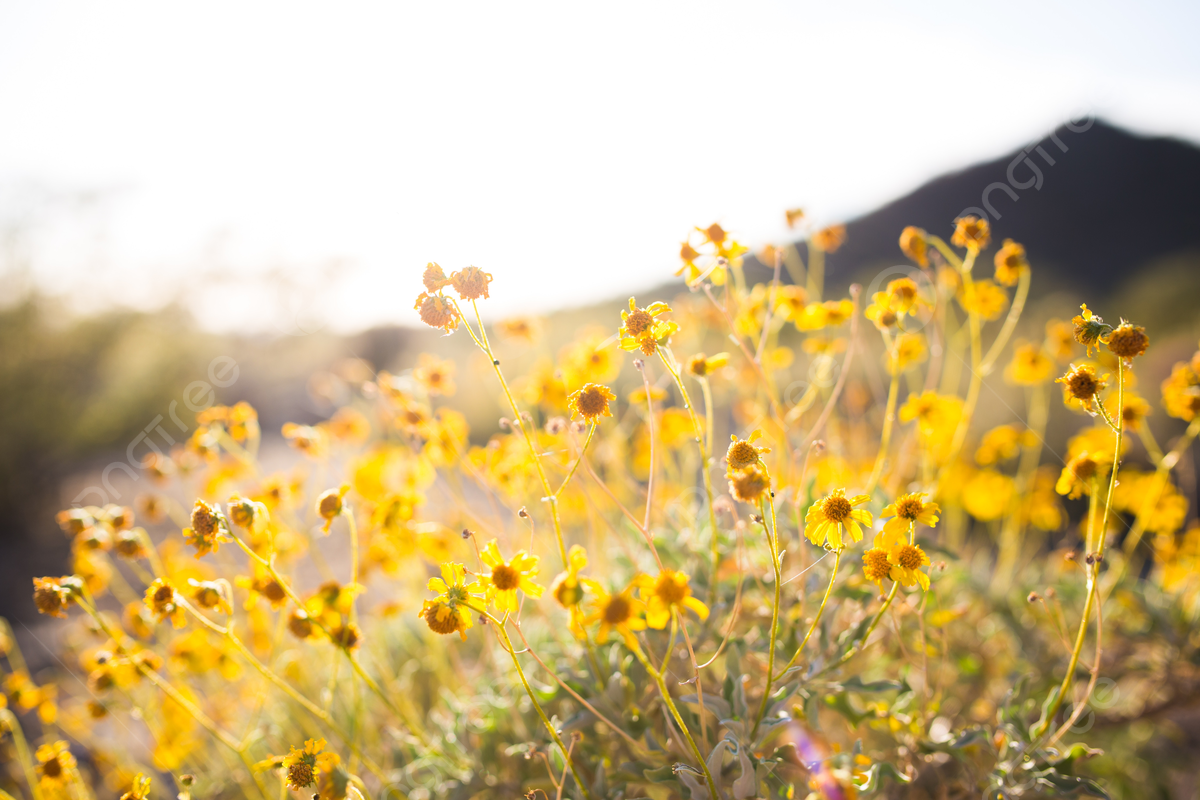 Spring Wild Flowers Yellow Flowers, Spring, Fresh Flowers, Yellow Flowers Background Image And Wallpaper for Free Download