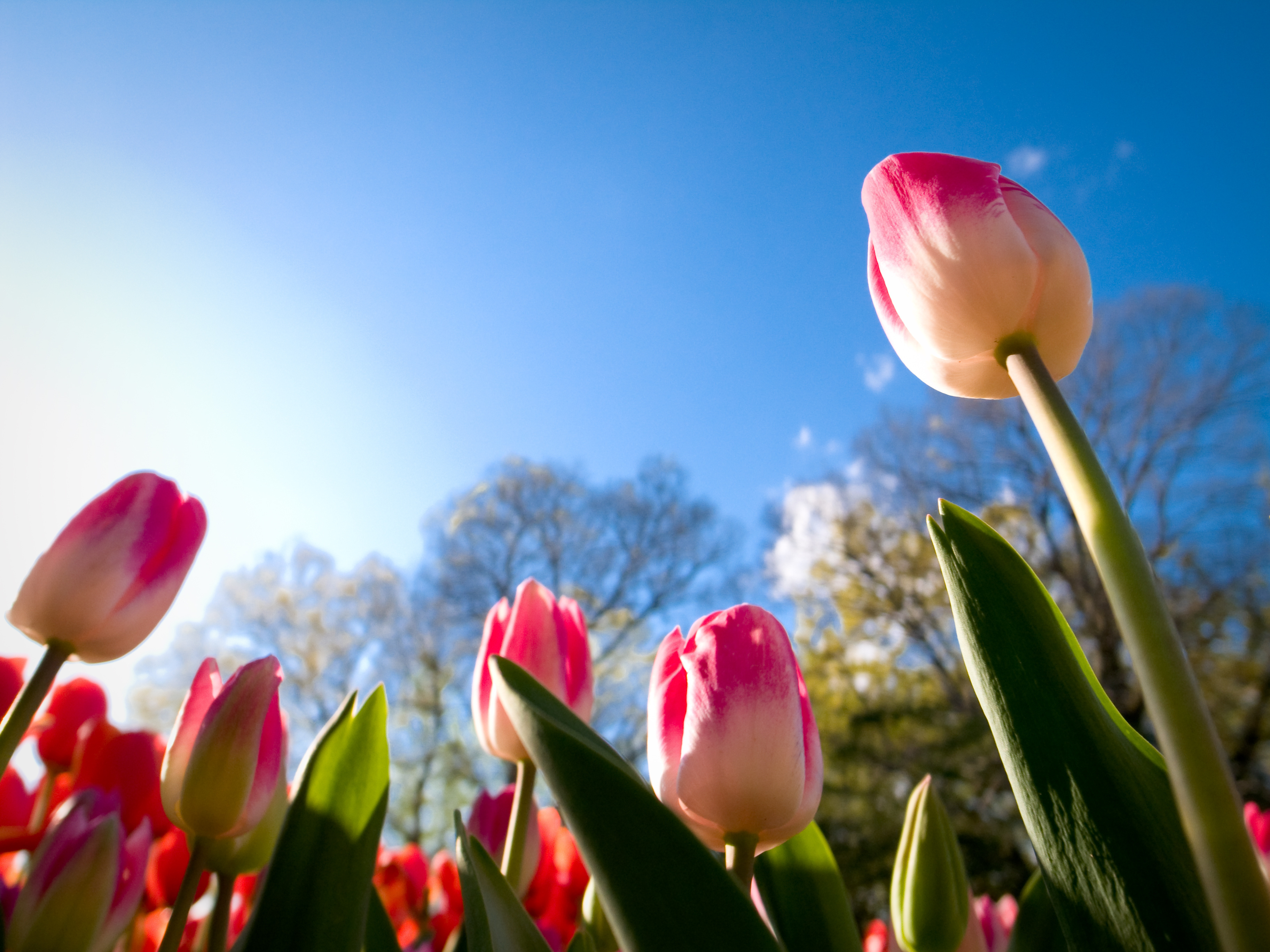 4K, Tulips, Summer, Sunny day Gallery HD Wallpaper