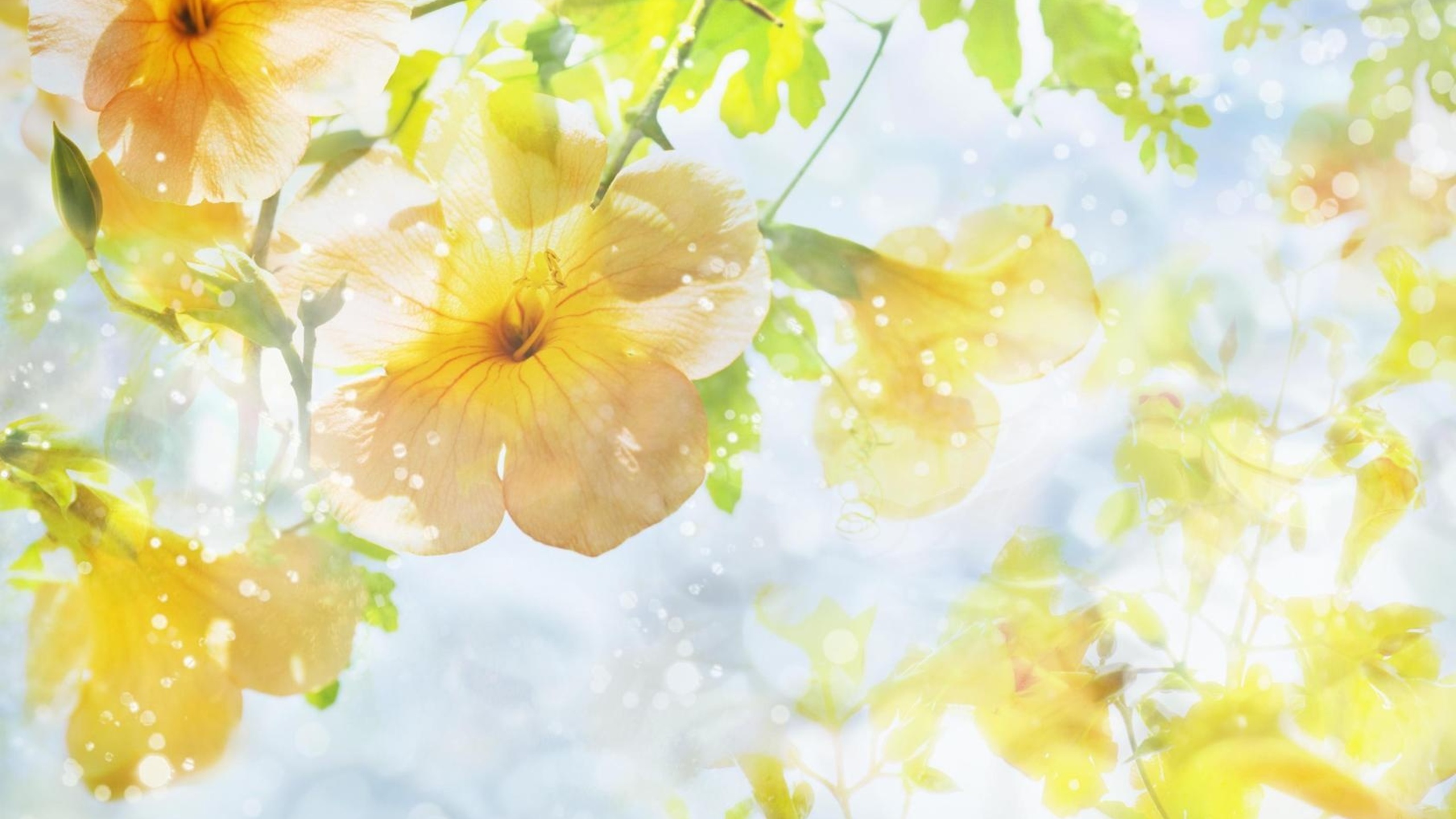 Wallpaper Yellow and White Flower Petals, Background Free Image