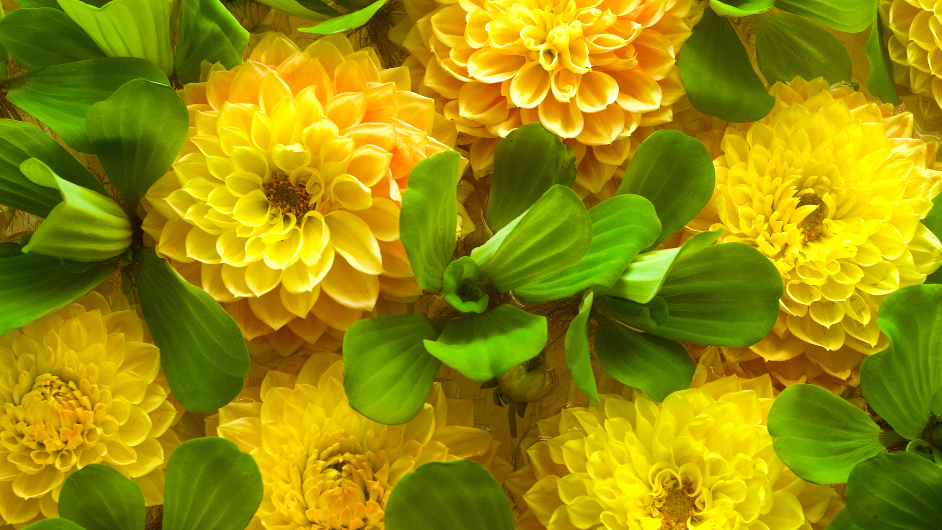 yellow flowers HD wallpaper, background