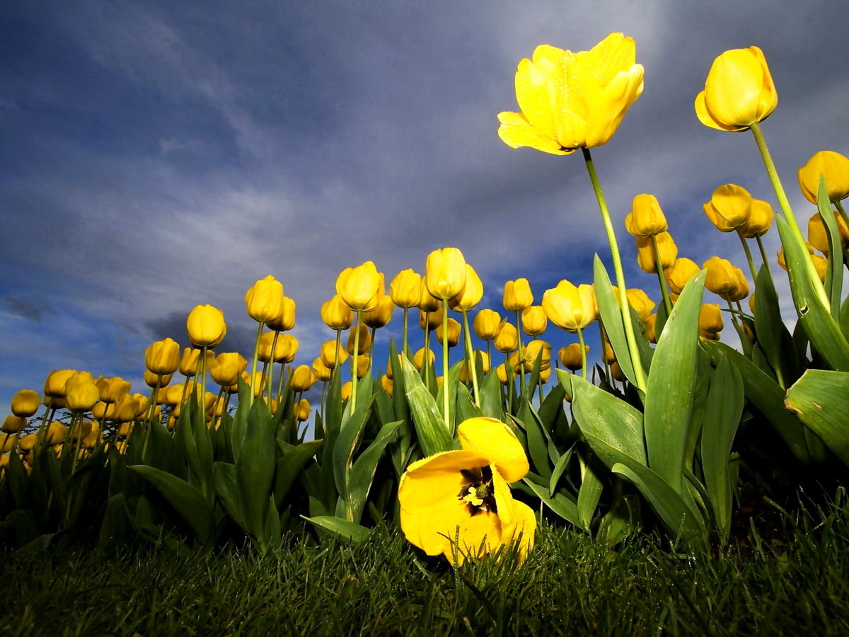 Beautiful Poppy, Flowers, Yellow wallpaper. TOP Free pics
