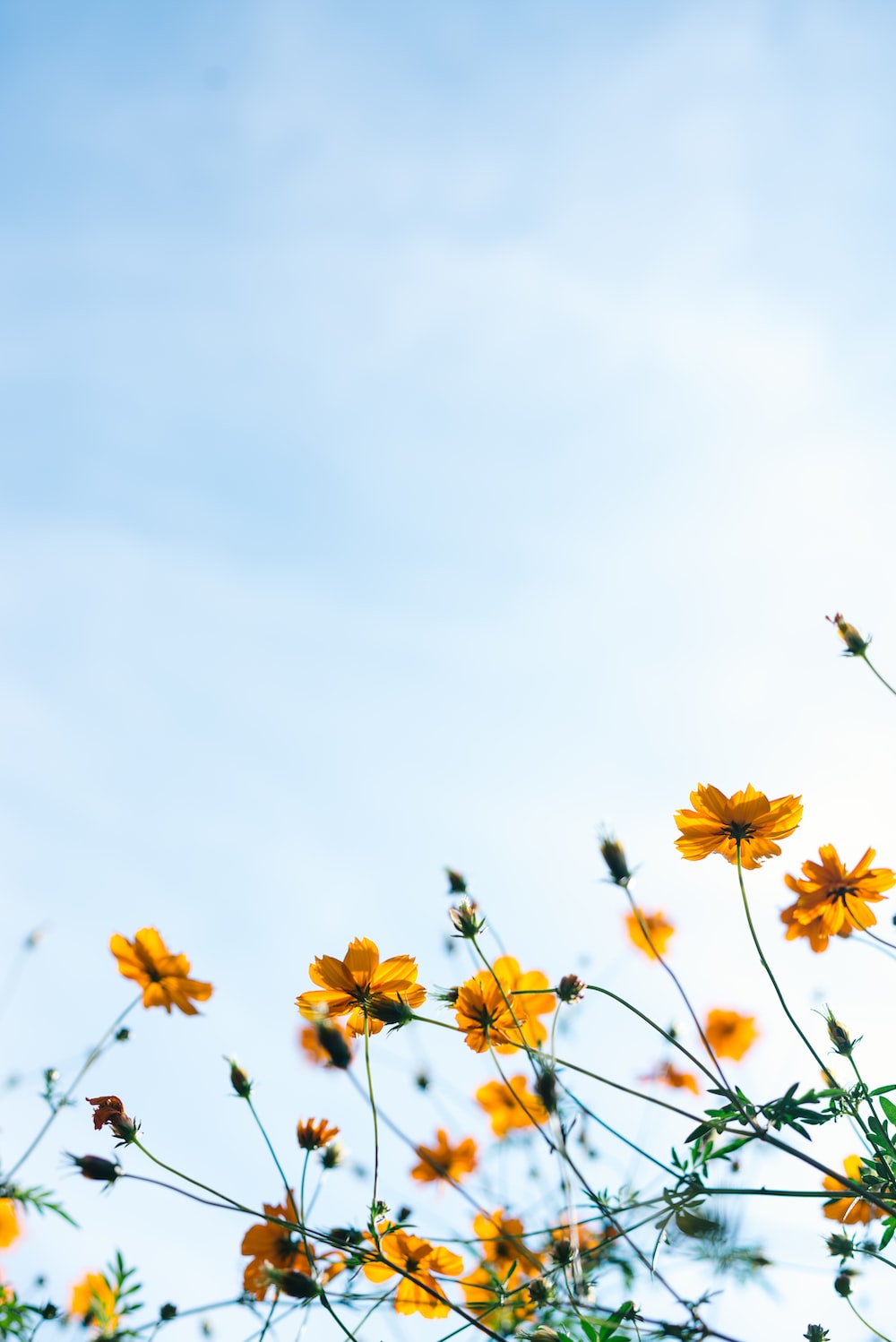 Close shot of yellow flowers photo