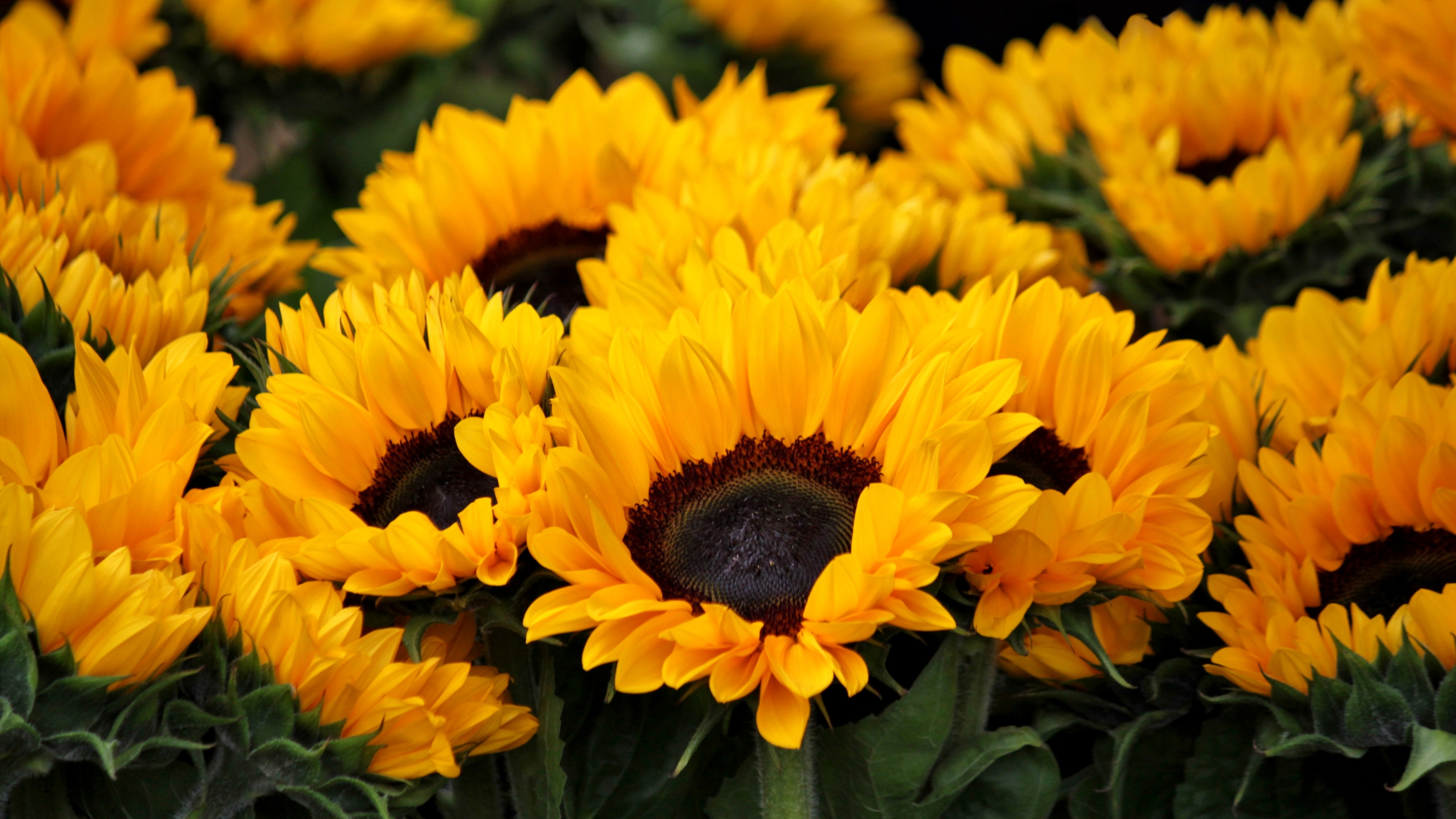 Sunflowers Wallpaper 4K, Blossom, Spring, Floral, Flowers