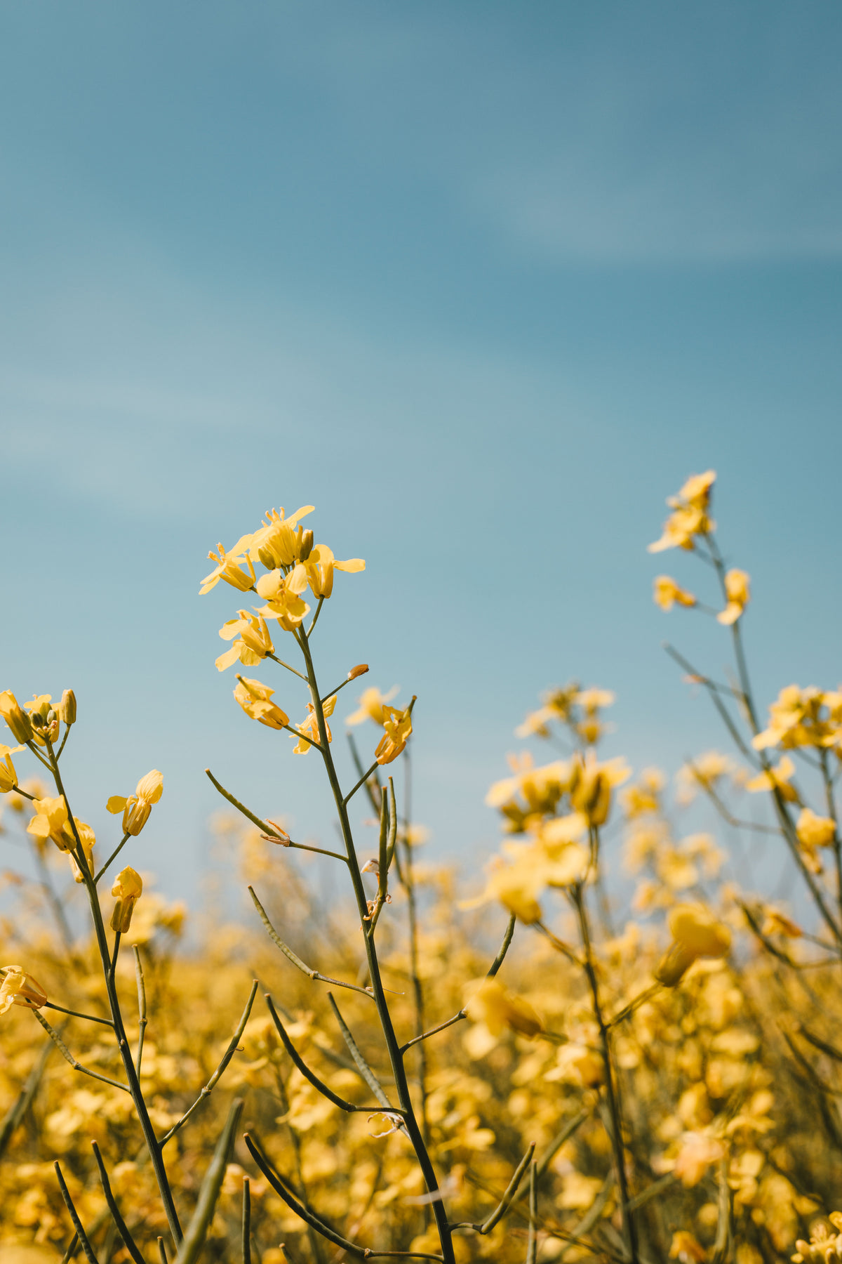 Browse Free HD Image of Yellow Flowers Reach to Blue Sky