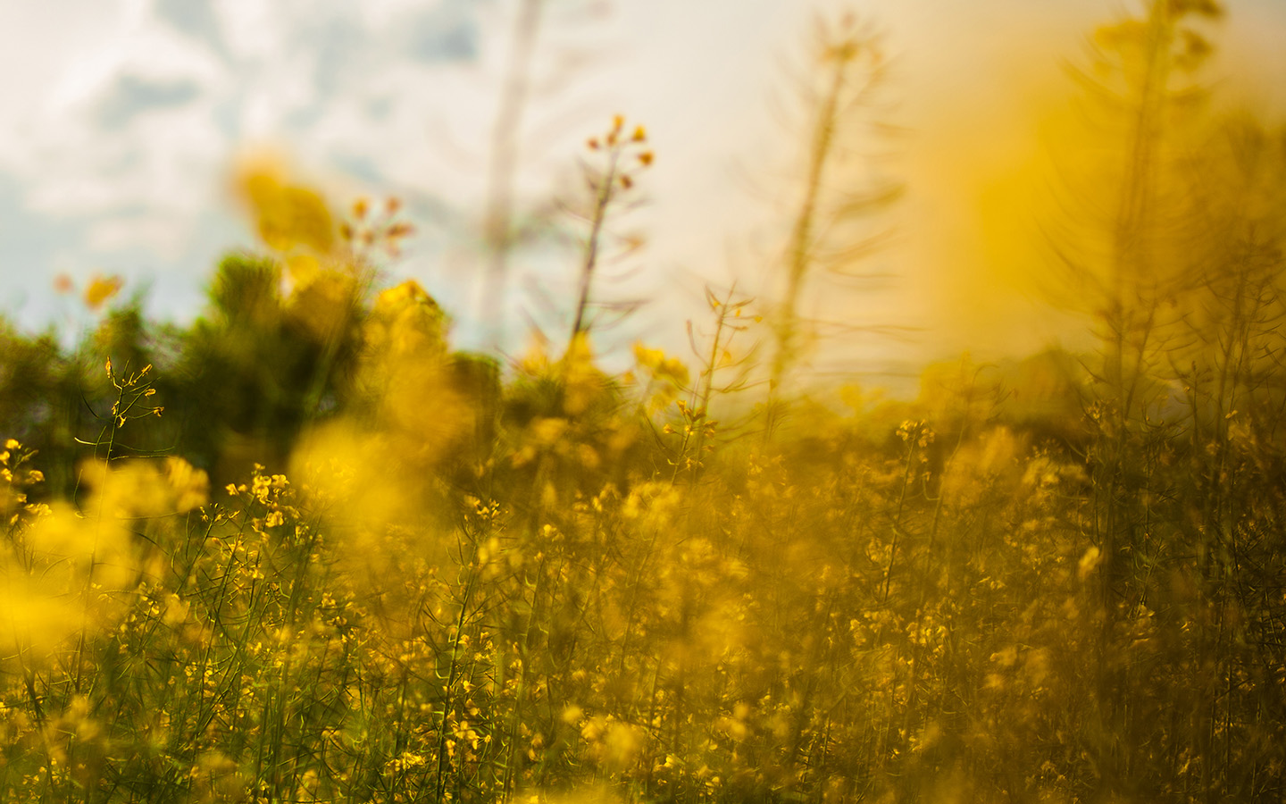wallpaper for desktop, laptop. nature yellow flower bokeh spring happy