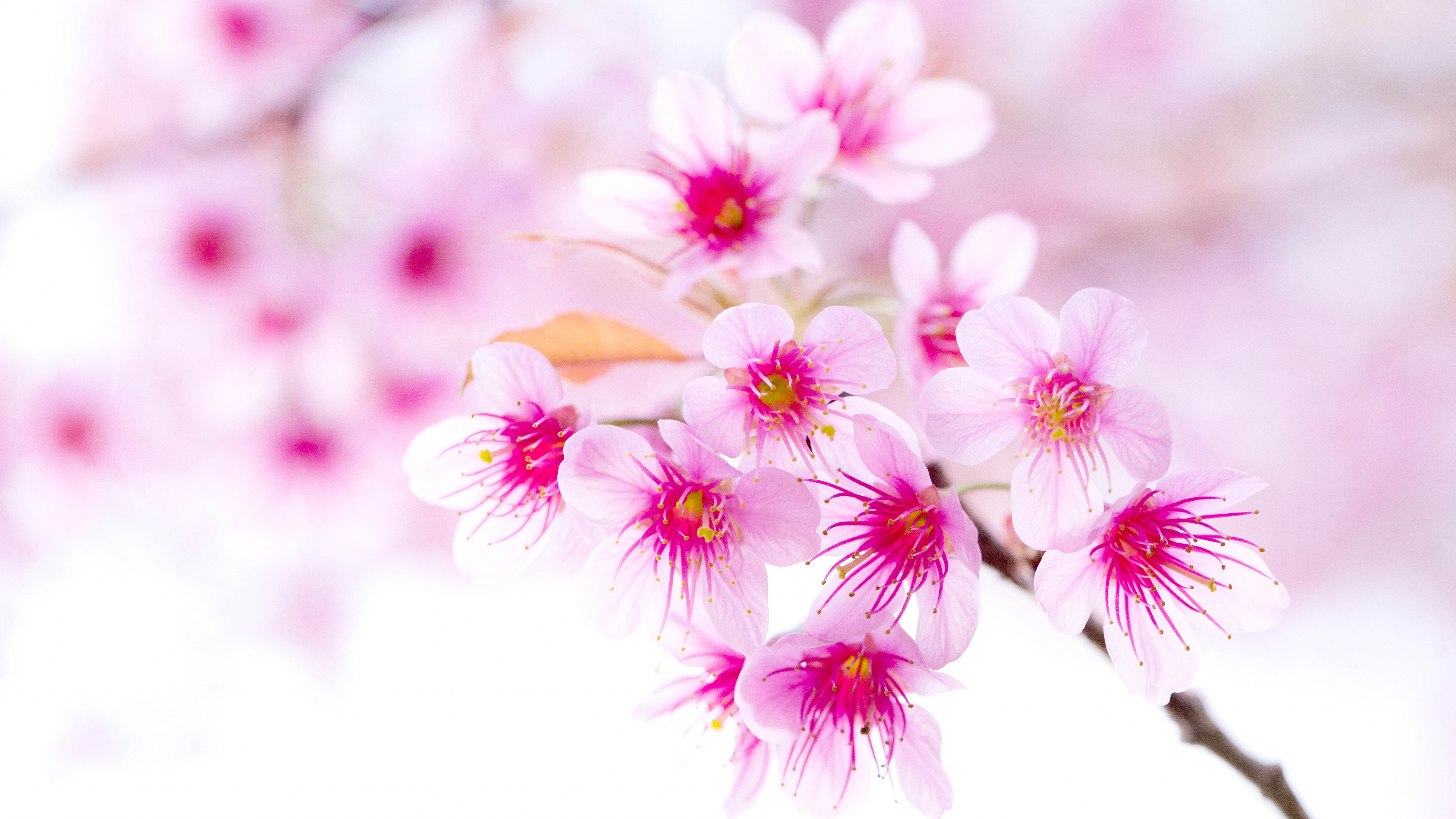 Spring 8K Ultra HD Wallpaper, HD Spring 7680x4320 Background, Free Image Download