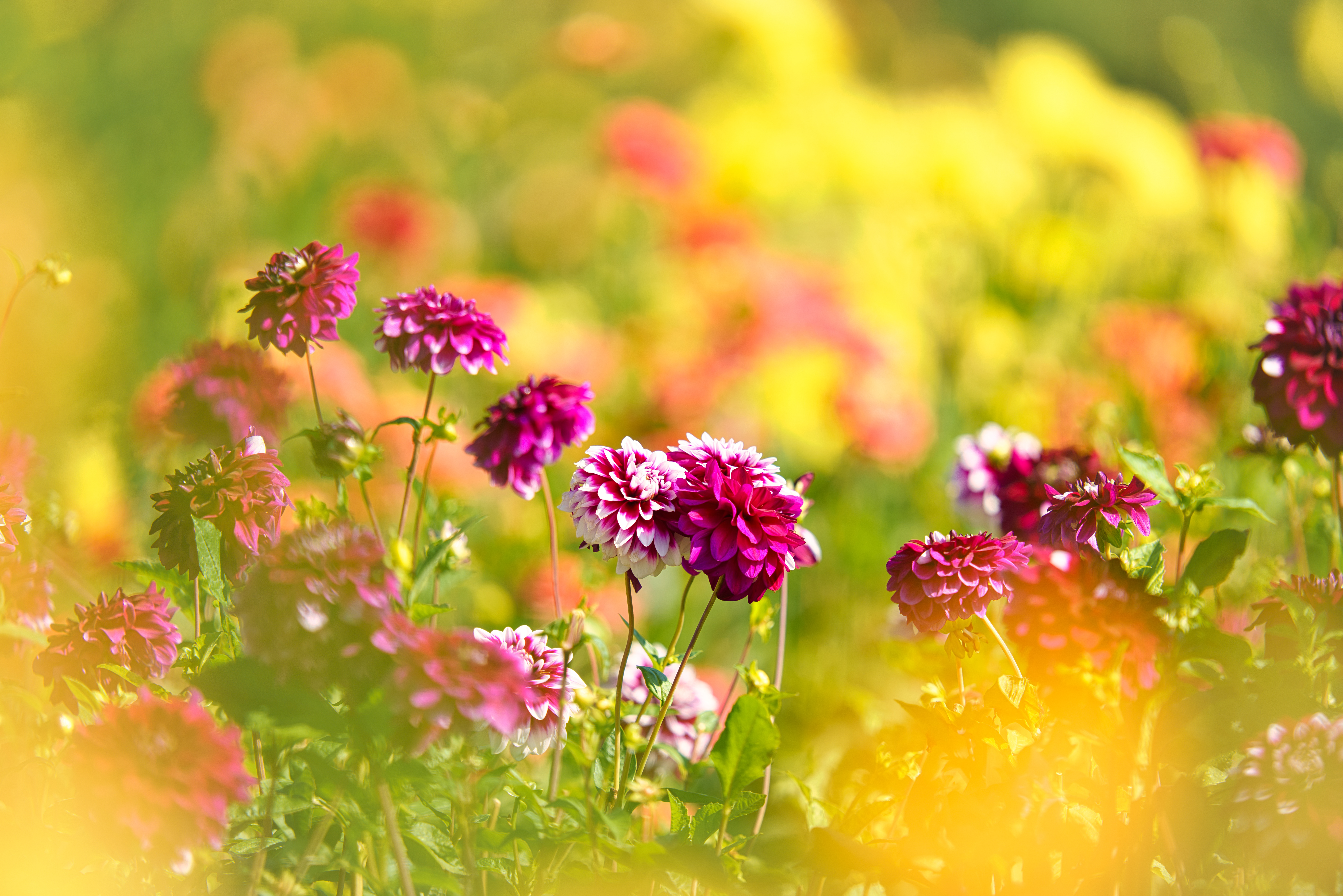 Dahlia 8k Ultra HD Wallpaper