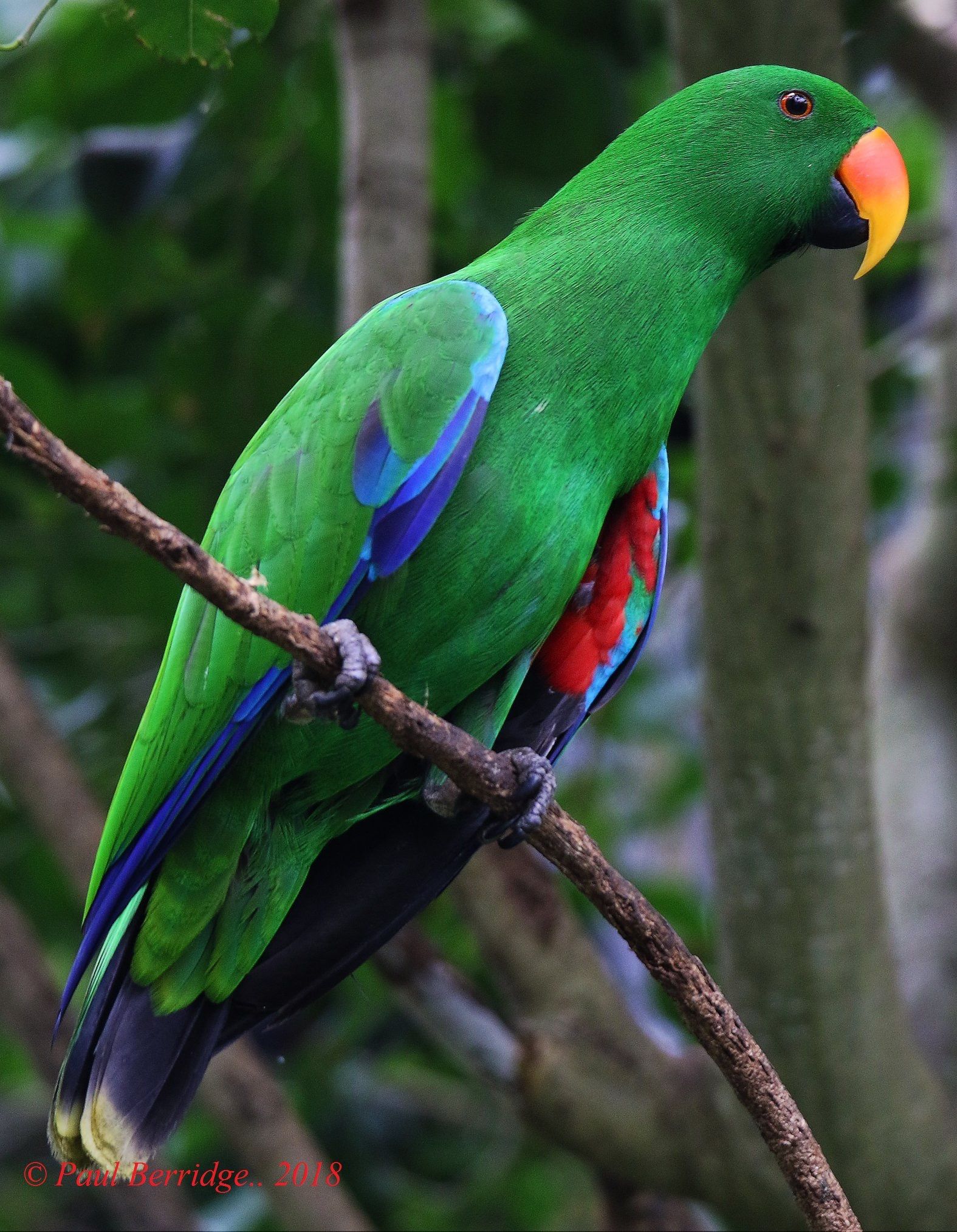 Male Eclectus Parrot. Parrot pet, Parrot wallpaper, Parrot