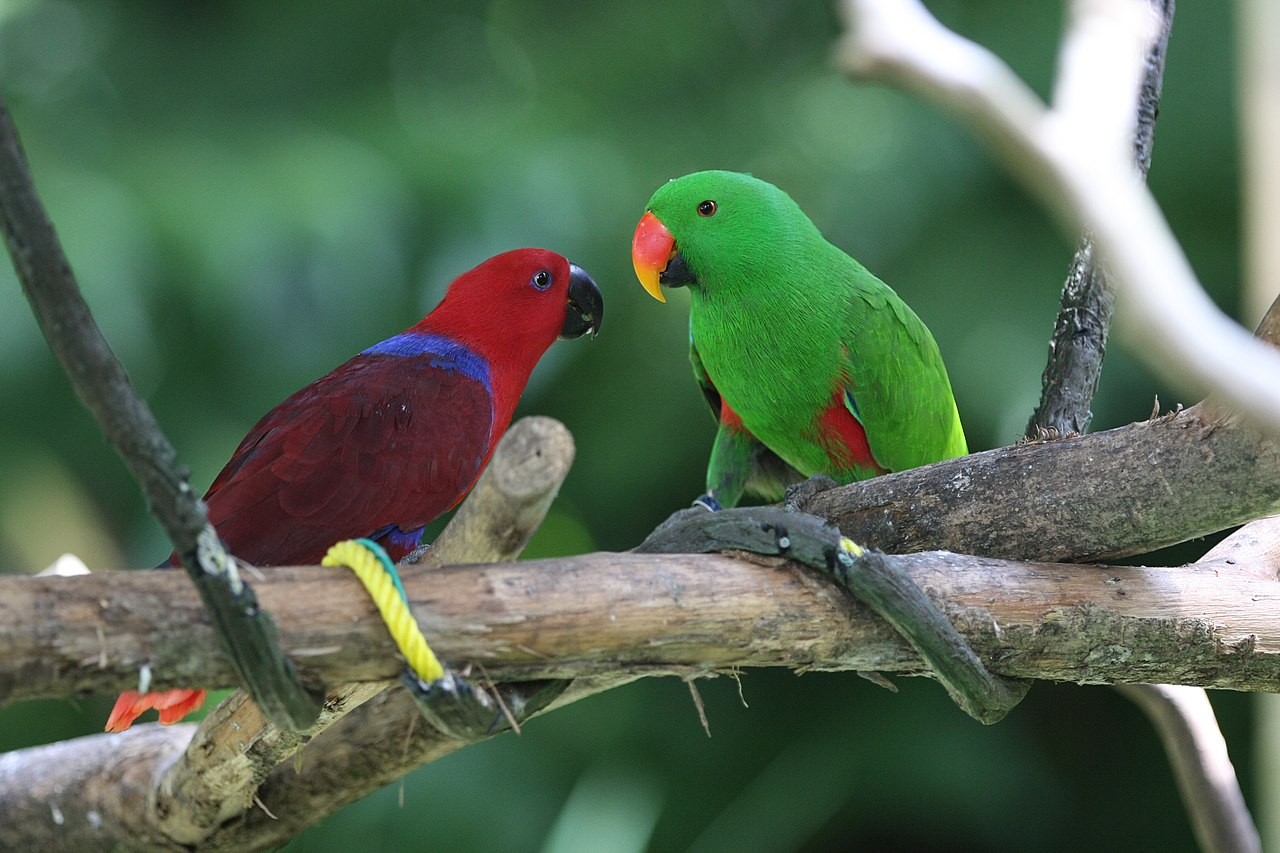 Eclectus Parrot (Eclectus roratus)