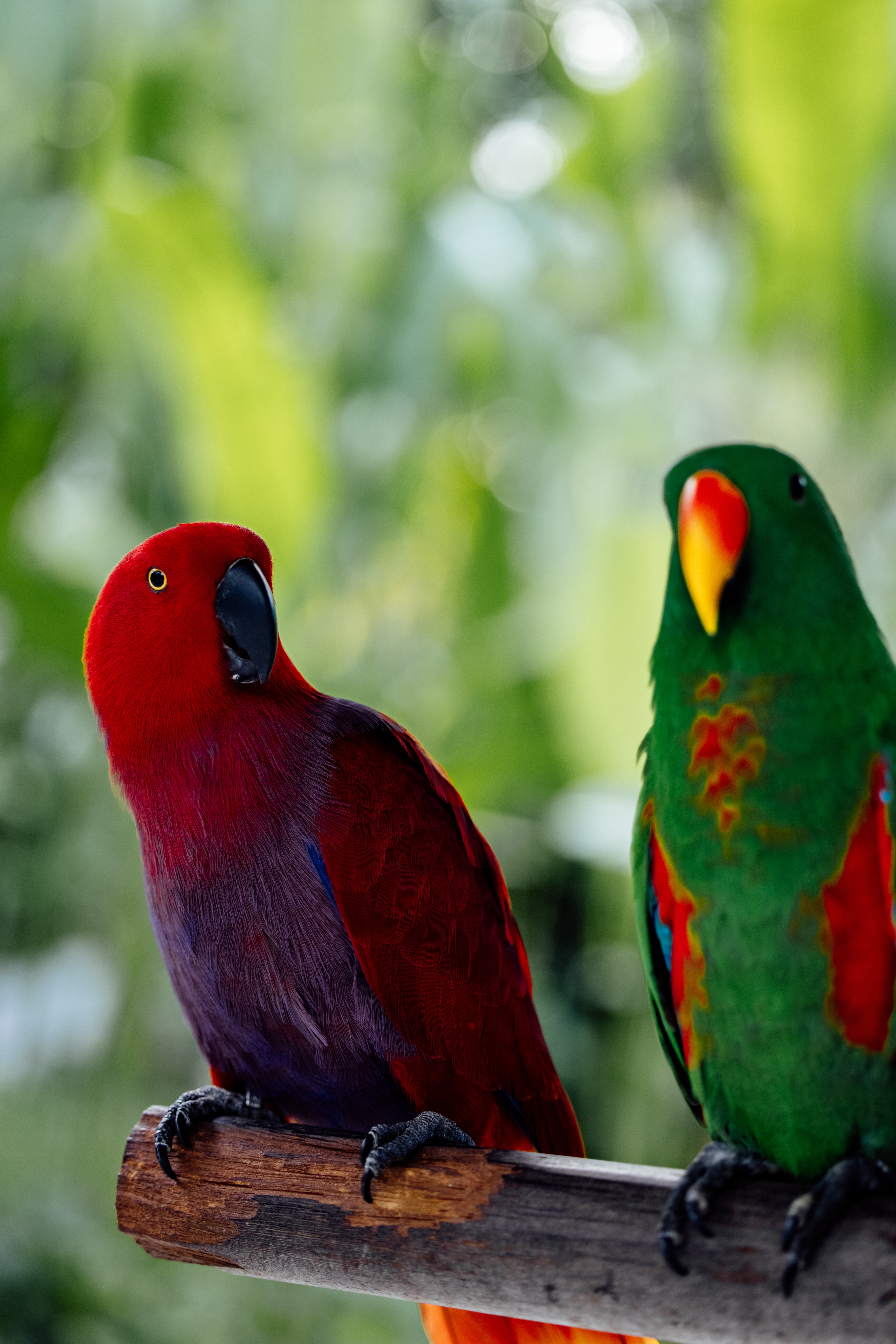 Eclectus Parrot Photo, Download The BEST Free Eclectus Parrot & HD Image