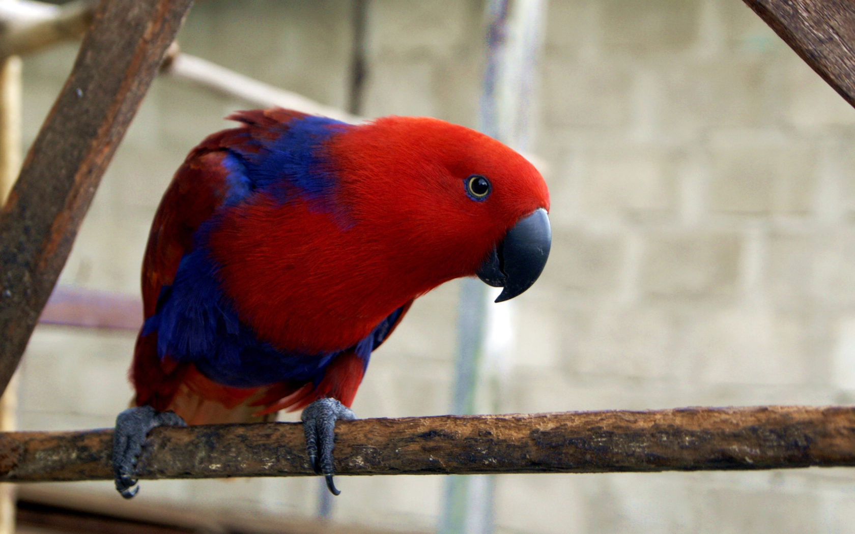 Eclectus Roratus Parrot Wallpaper HD, Wallpaper13.com