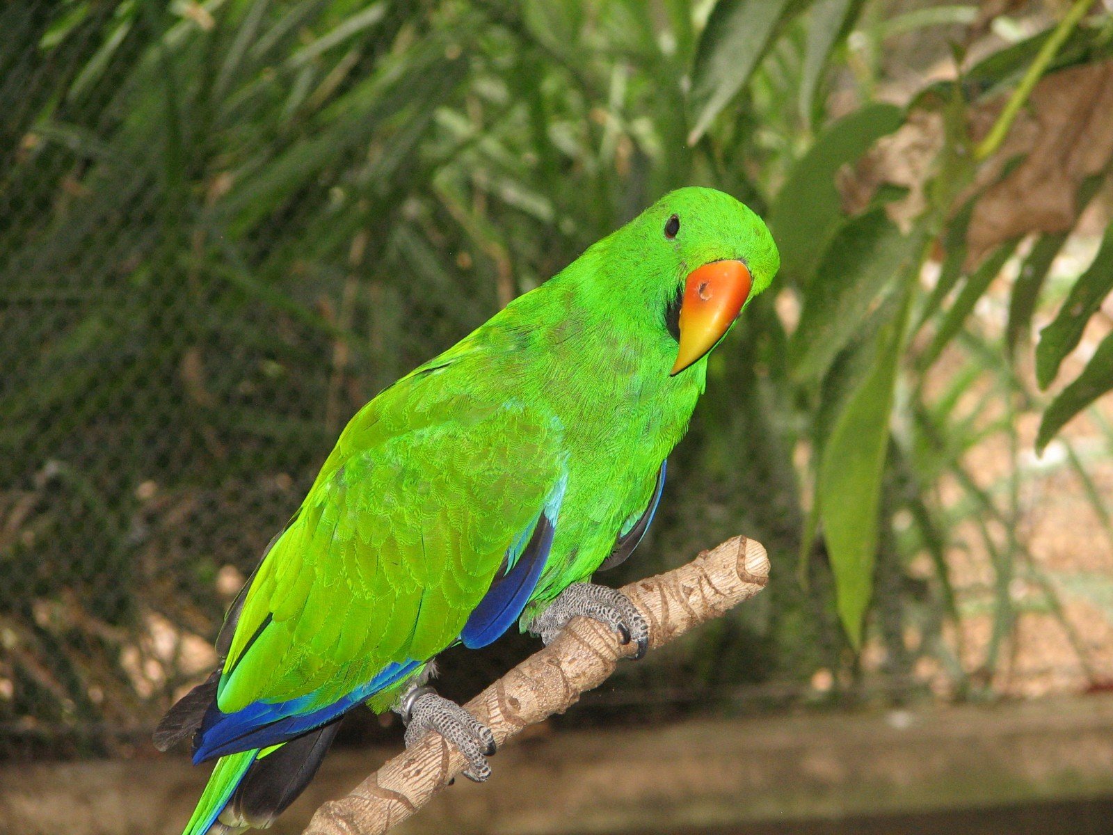 Wallpaper, 10, 1600x1200 px, bird, eclectus, parrot, tropical 1600x1200