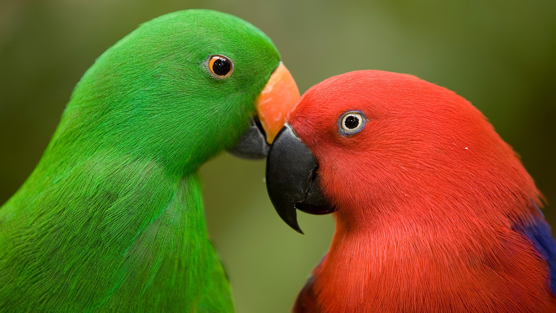 Closeup of male and female Eclectus parrots, Jurong Bird Park, Singapore. Windows 10 Spotlight Image