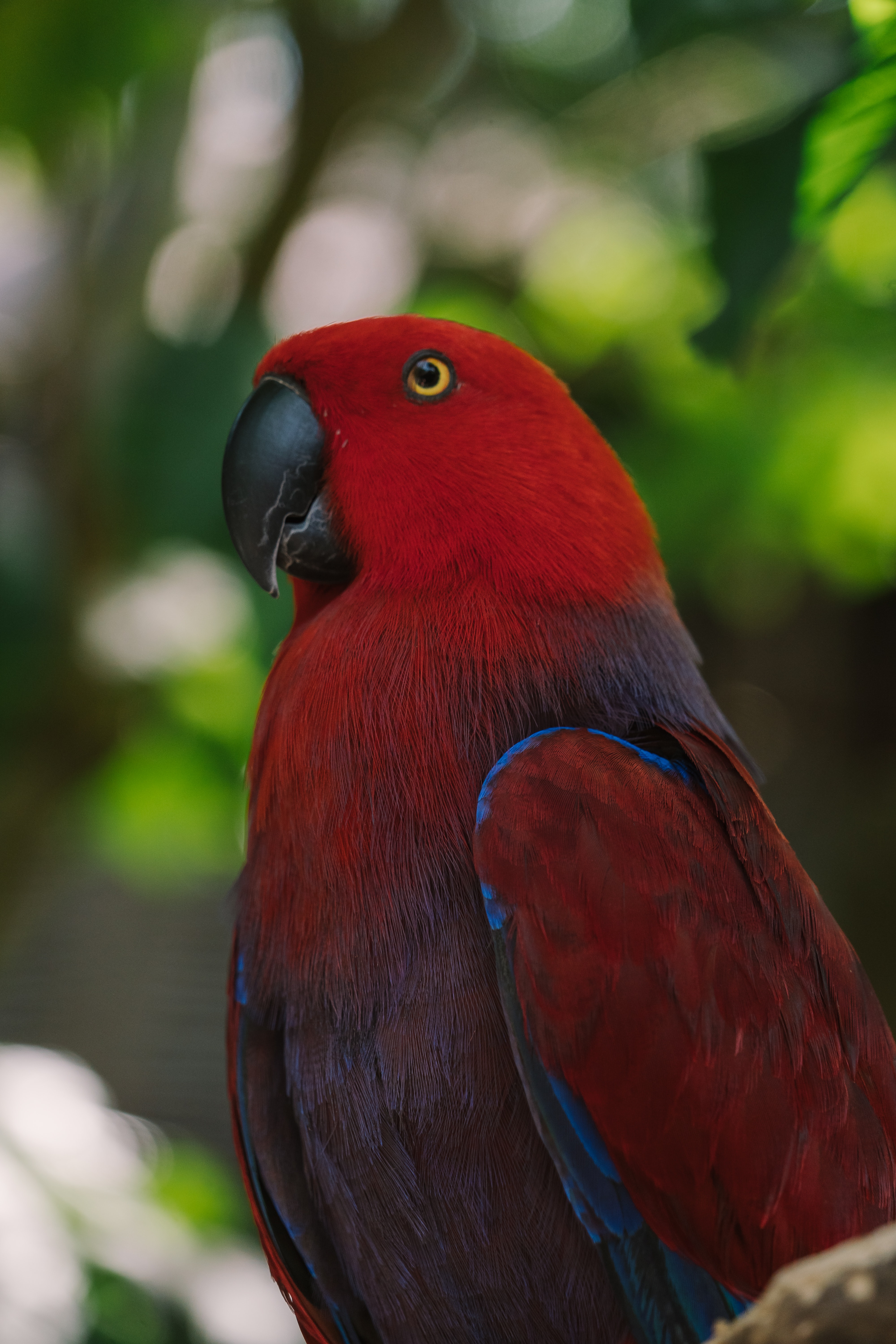 Eclectus Parrot Photo, Download The BEST Free Eclectus Parrot & HD Image