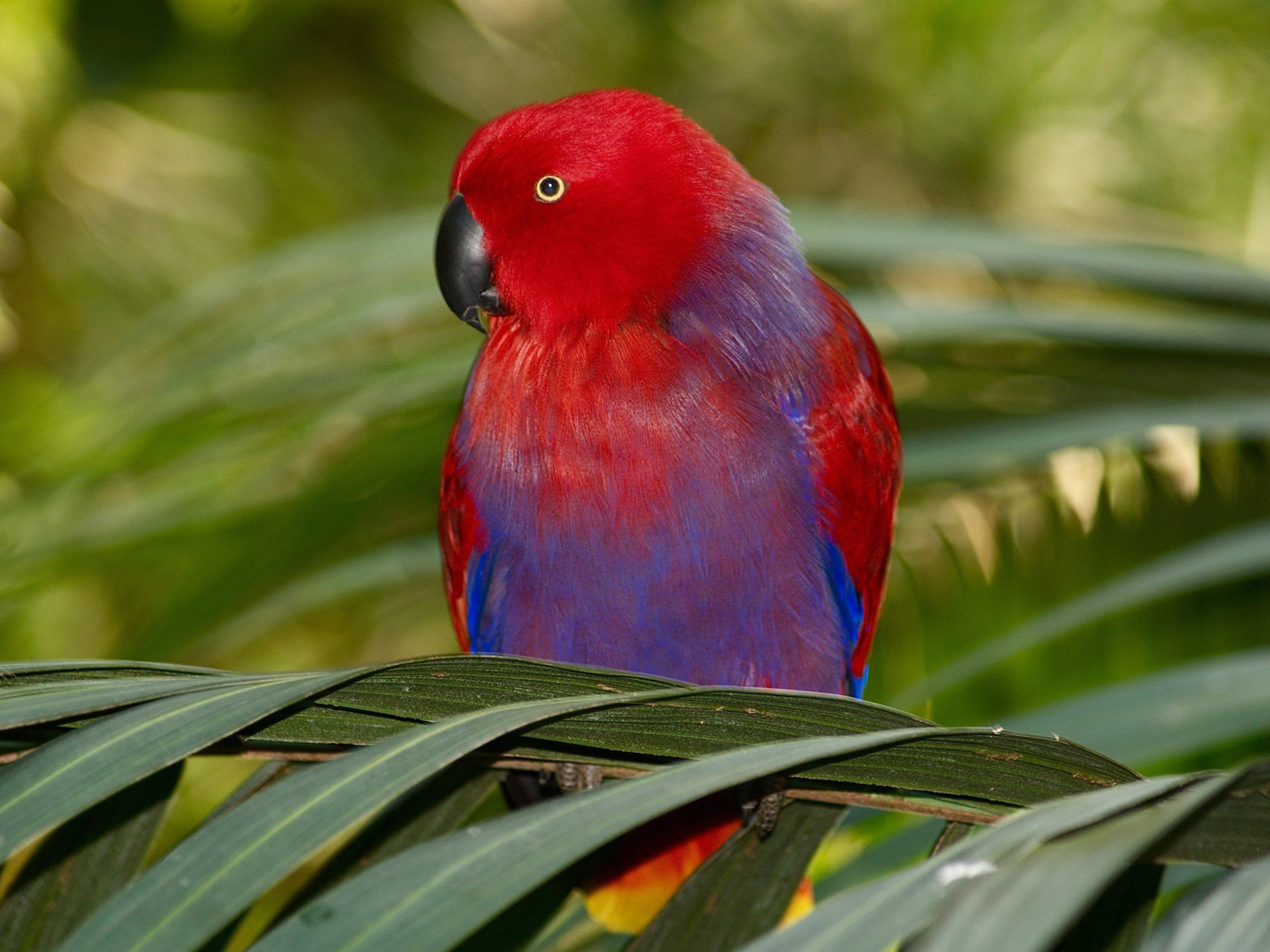 Eclectus Parrot Colorful Red Blue Wallpaper HD, Wallpaper13.com
