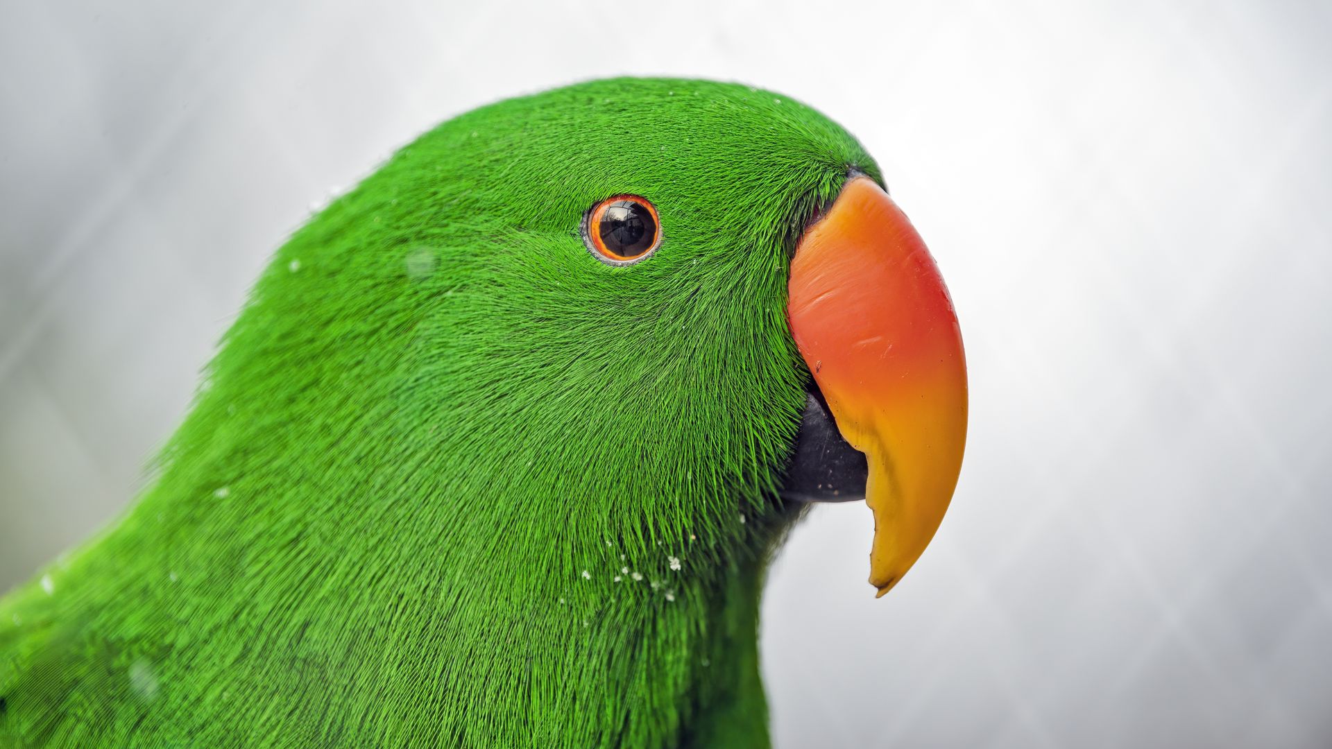 Download wallpaper 1920x1080 eclectus, parrot, beak, green full hd, hdtv, fhd, 1080p HD background