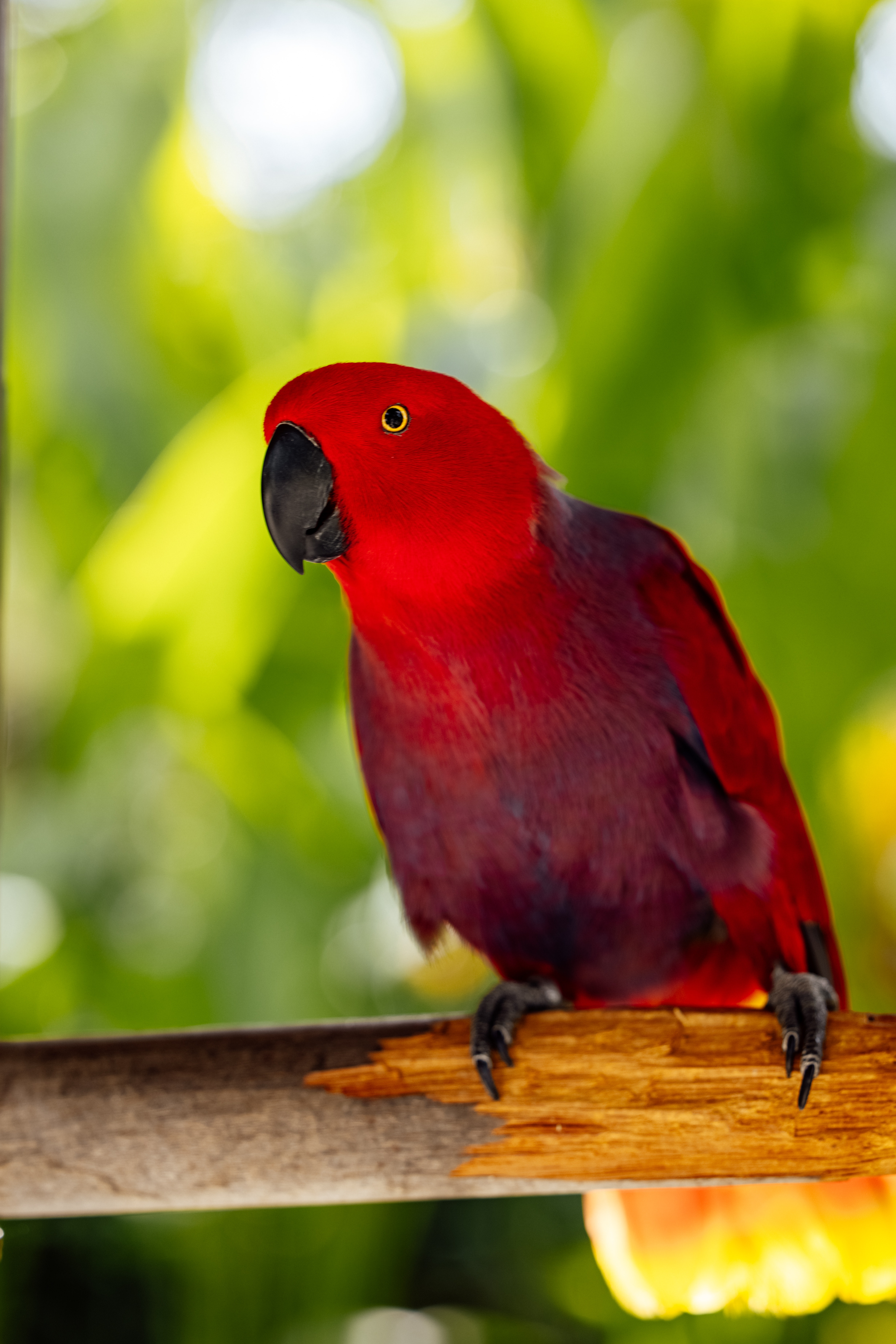 Eclectus Parrot Photo, Download The BEST Free Eclectus Parrot & HD Image