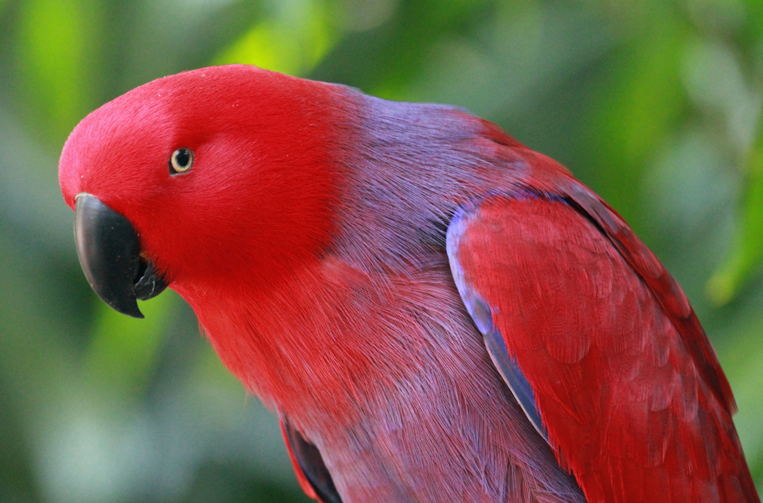 Eclectus Parrot Nice Photo Wallpaper