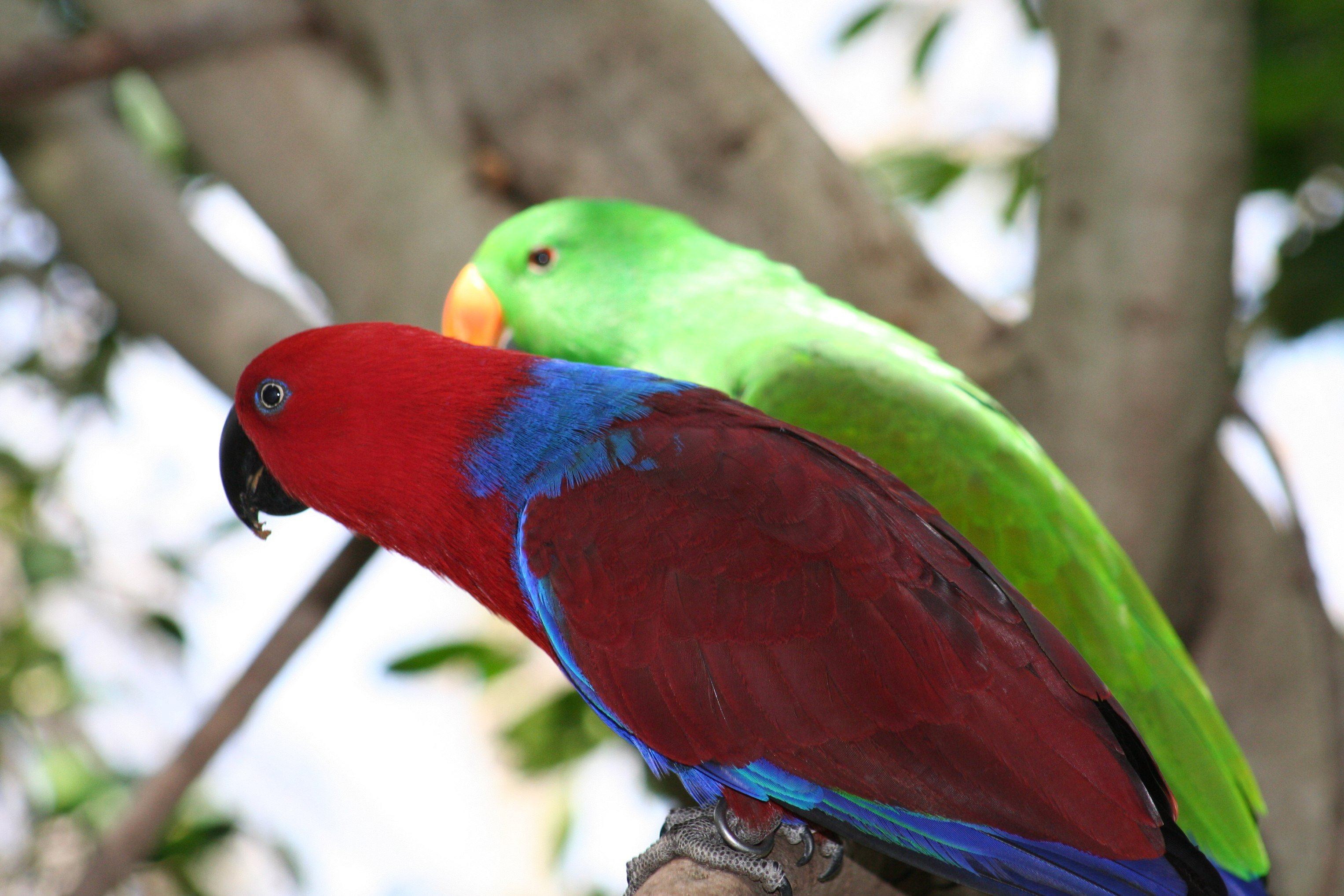 Wallpaper, 3, 3054x2036 px, bird, eclectus, parrot, tropical 3054x2036