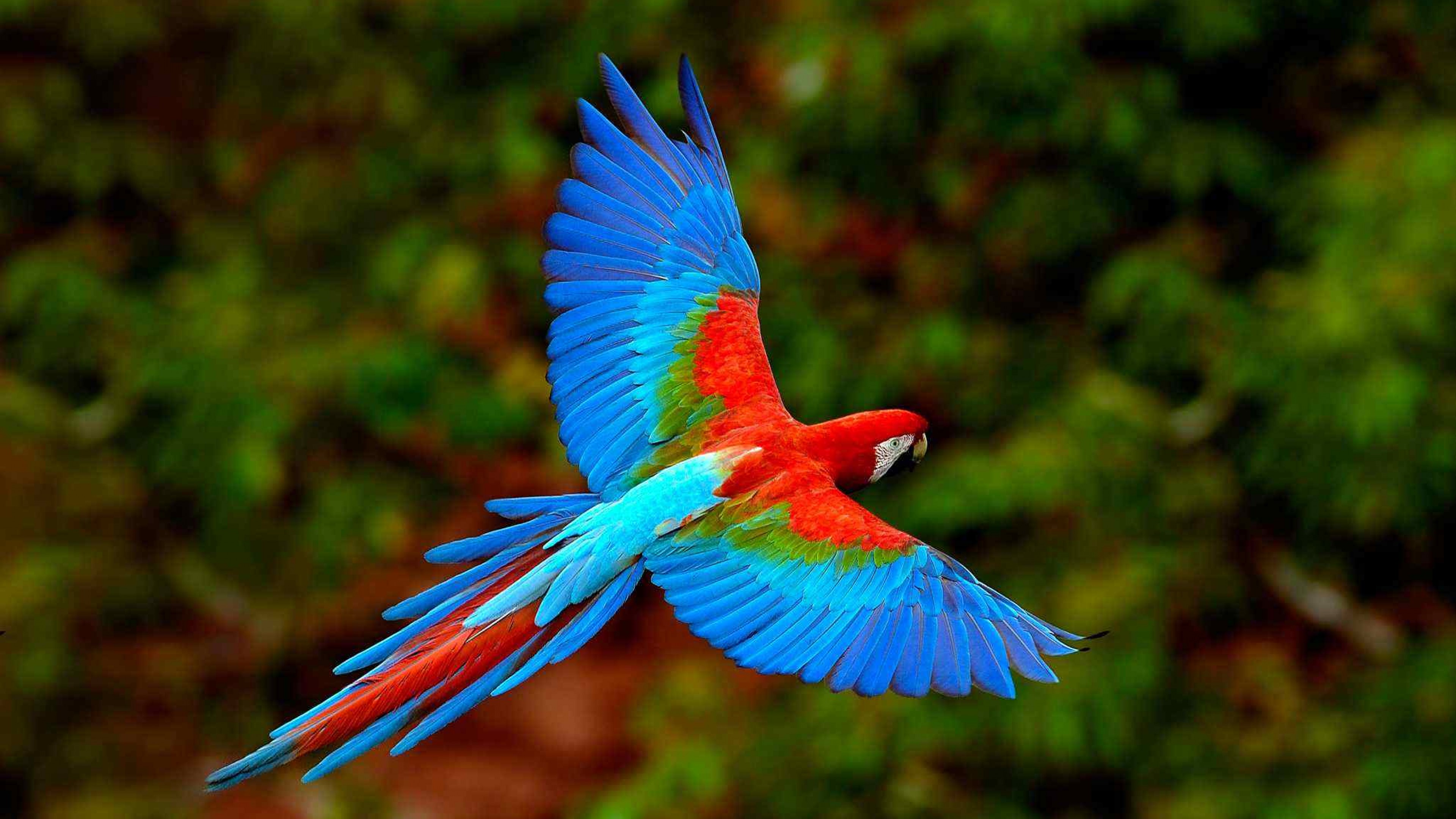Eclectus parrot HD Wallpaper 4K Ultra HD