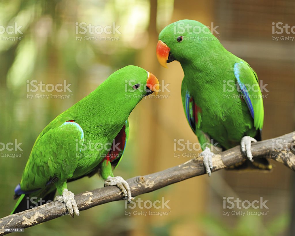 Couple Of Green Eclectus Parrots Image Now, Green Color, Parrot