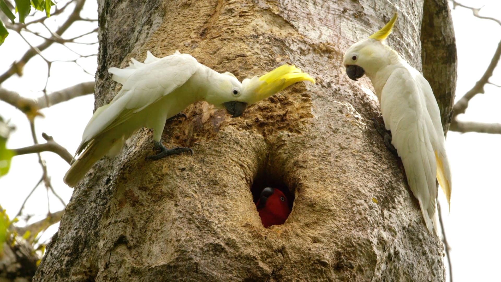 Magical Land of Oz. An Eclectus Parrot Defends Her Tree Hollow