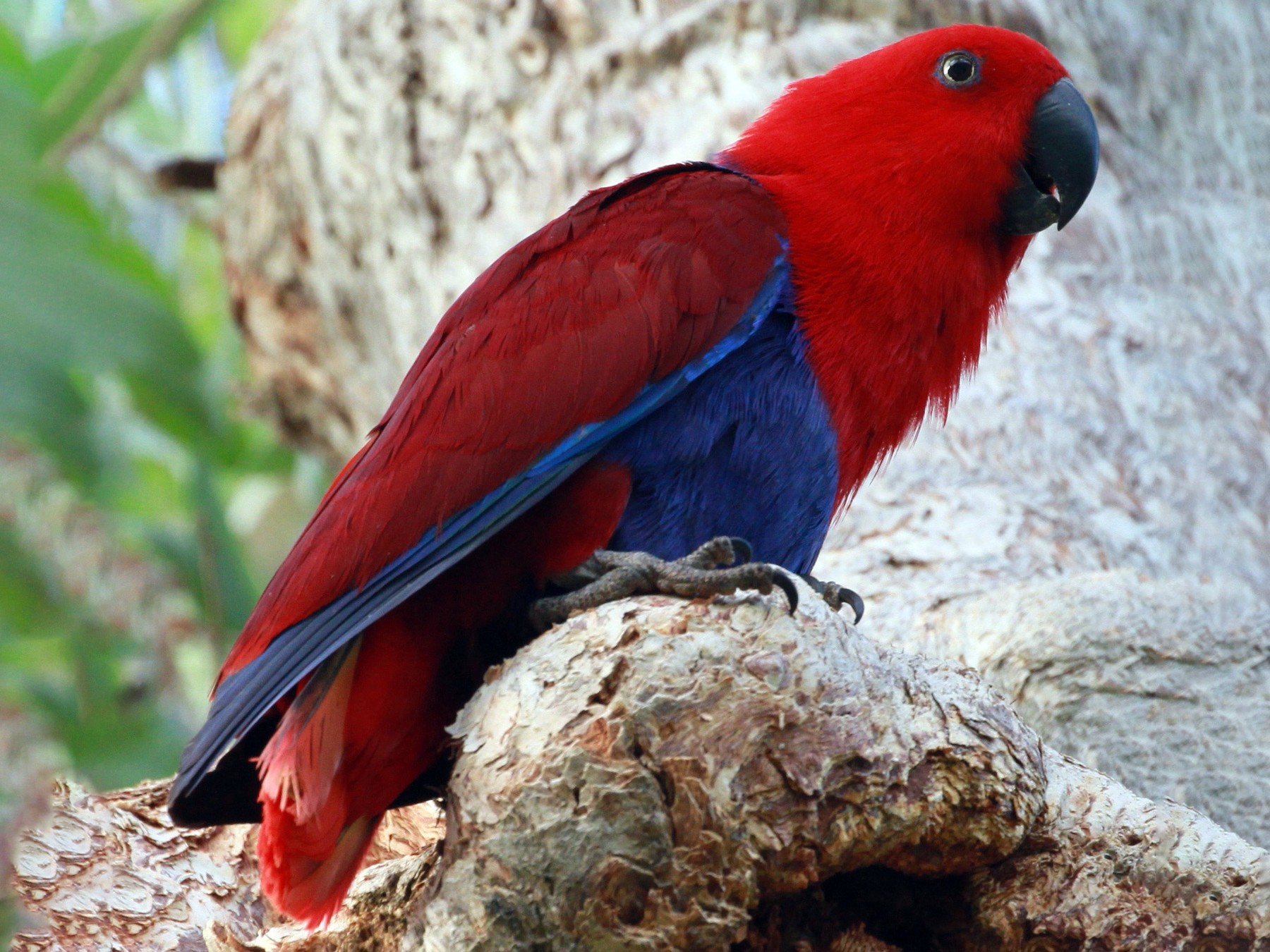 Eclectus Parrot