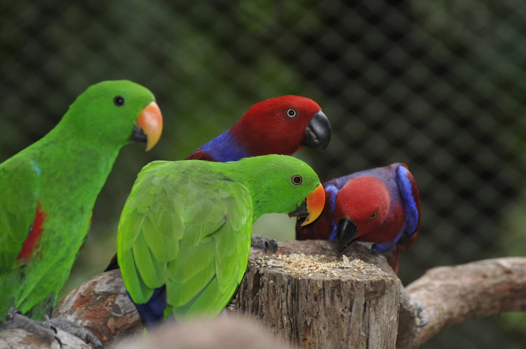 The Eclectus parrot, Parrot Sanctuary, Costa Rica