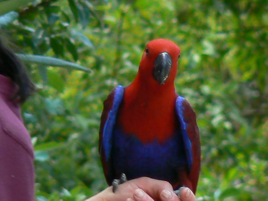 Female Eclectus Parrot. This beautiful bird is the female E