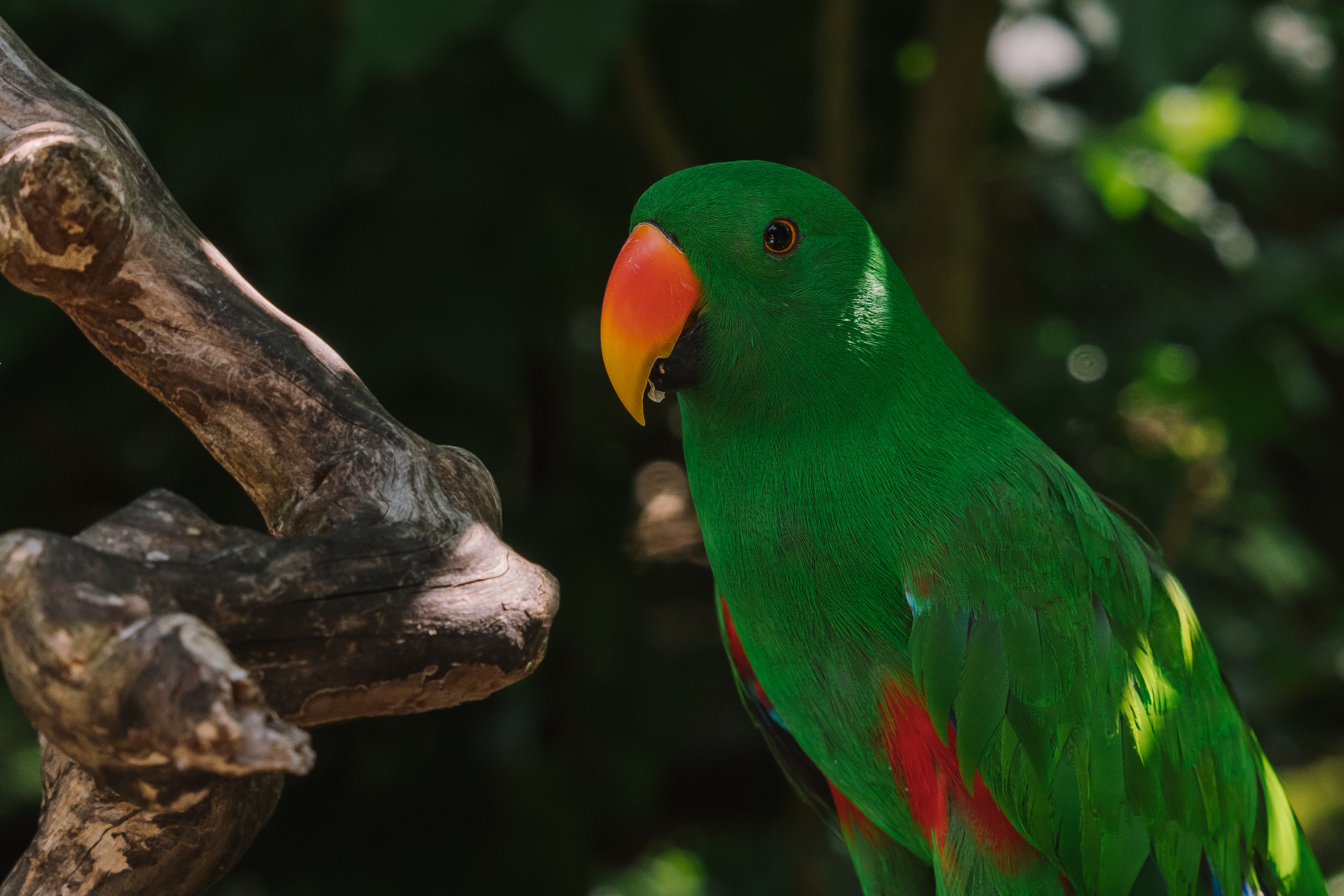 Eclectus Parrot Photo, Download The BEST Free Eclectus Parrot & HD Image