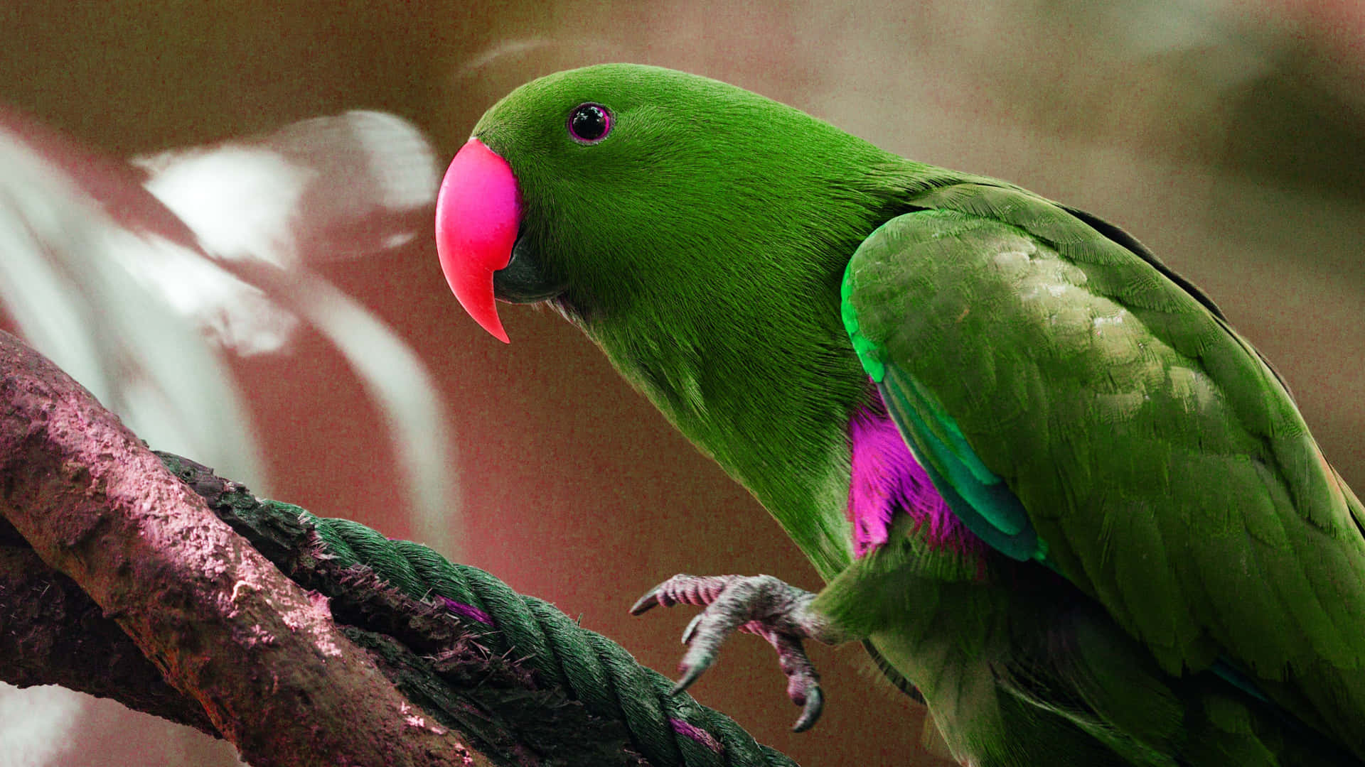 Parrot Wallpaper